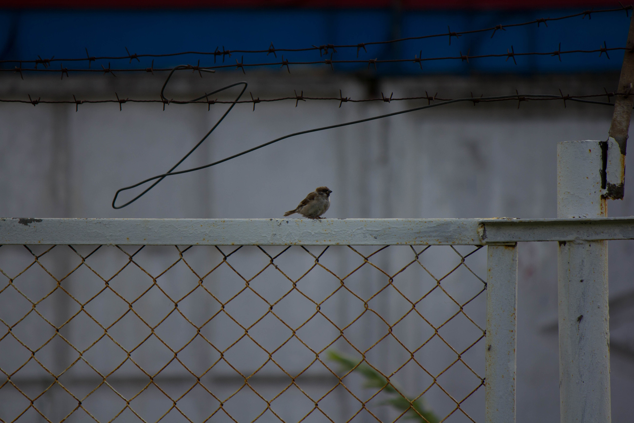 I'm sitting behind bars, in a damp dungeon... - My, Beginning photographer, Walk, Silhouette, Sunset