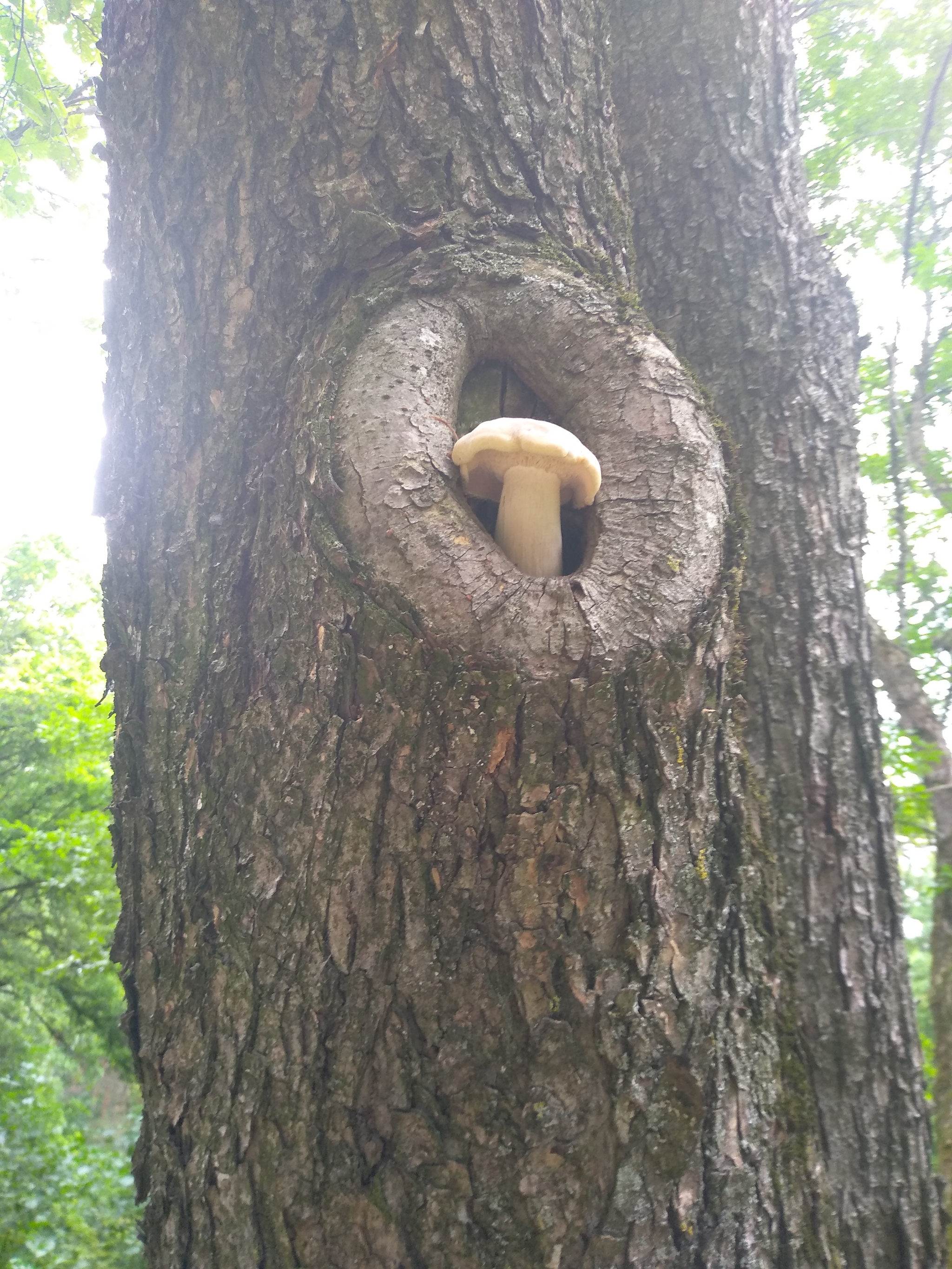 I sit high, I look far away - Mushrooms, Peterhof, Longpost