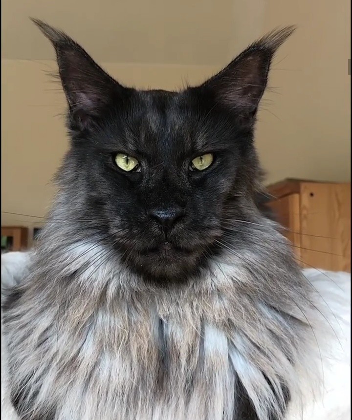 cat - cat, Maine Coon