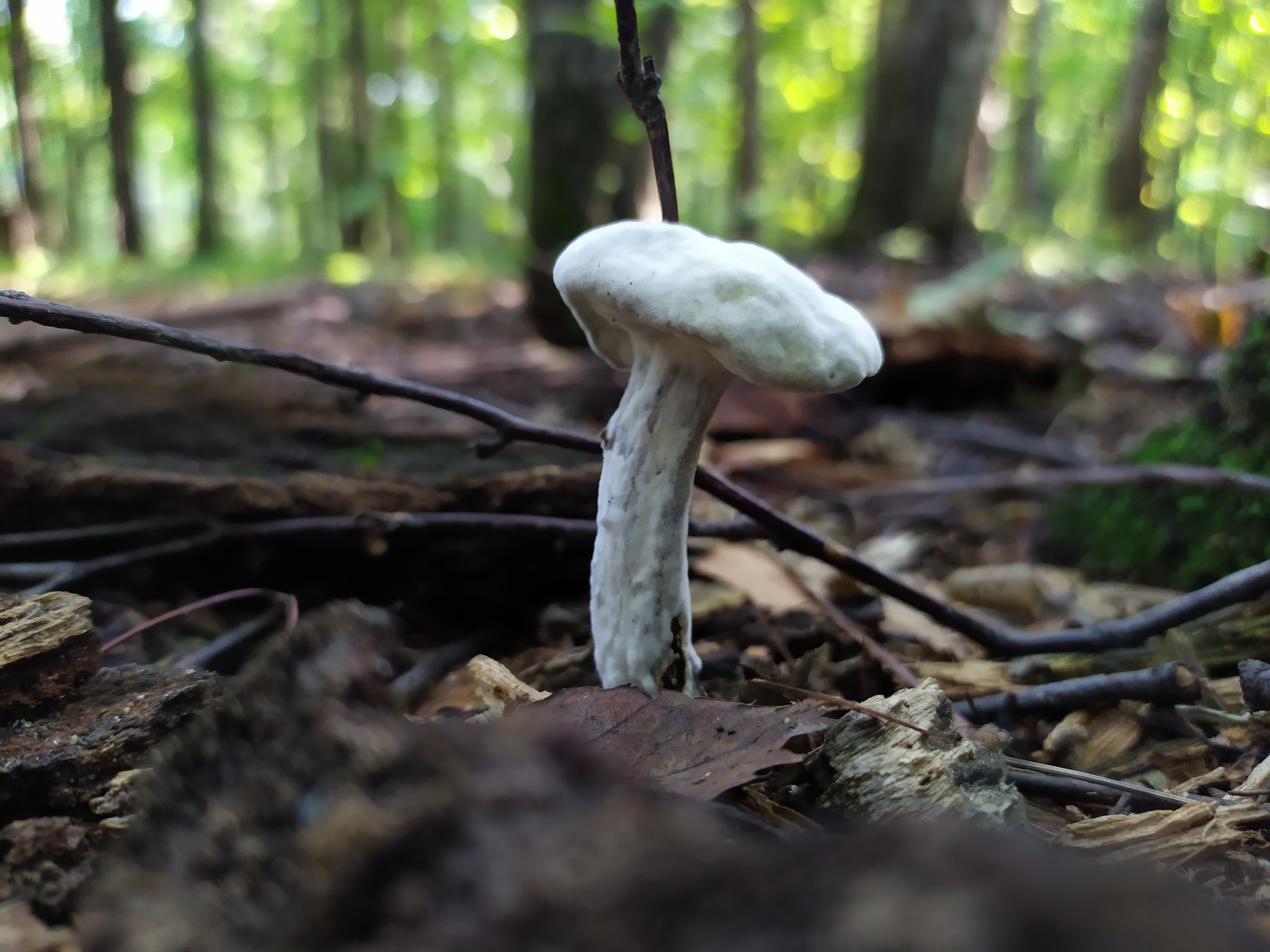 What summer, such mushrooms. - , Mushrooms, Mold