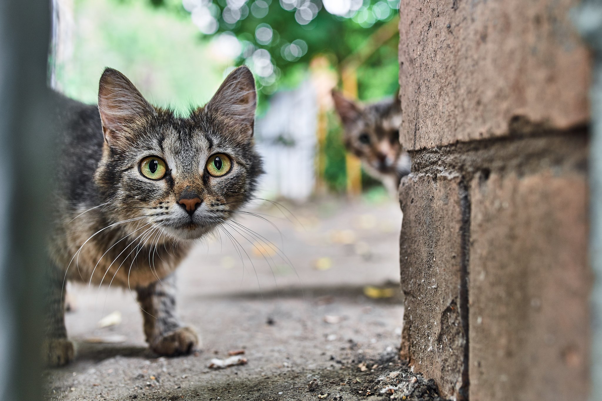 Уличный кот Рябой