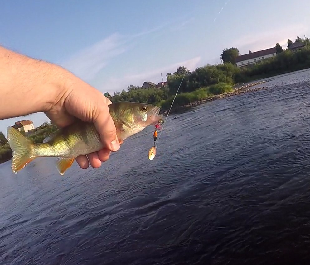 Chusovaya river. - My, Fishing, Chub, Spinning, Ultralight, Ural, Chusovaya River, Perch, Pike, Video, Longpost