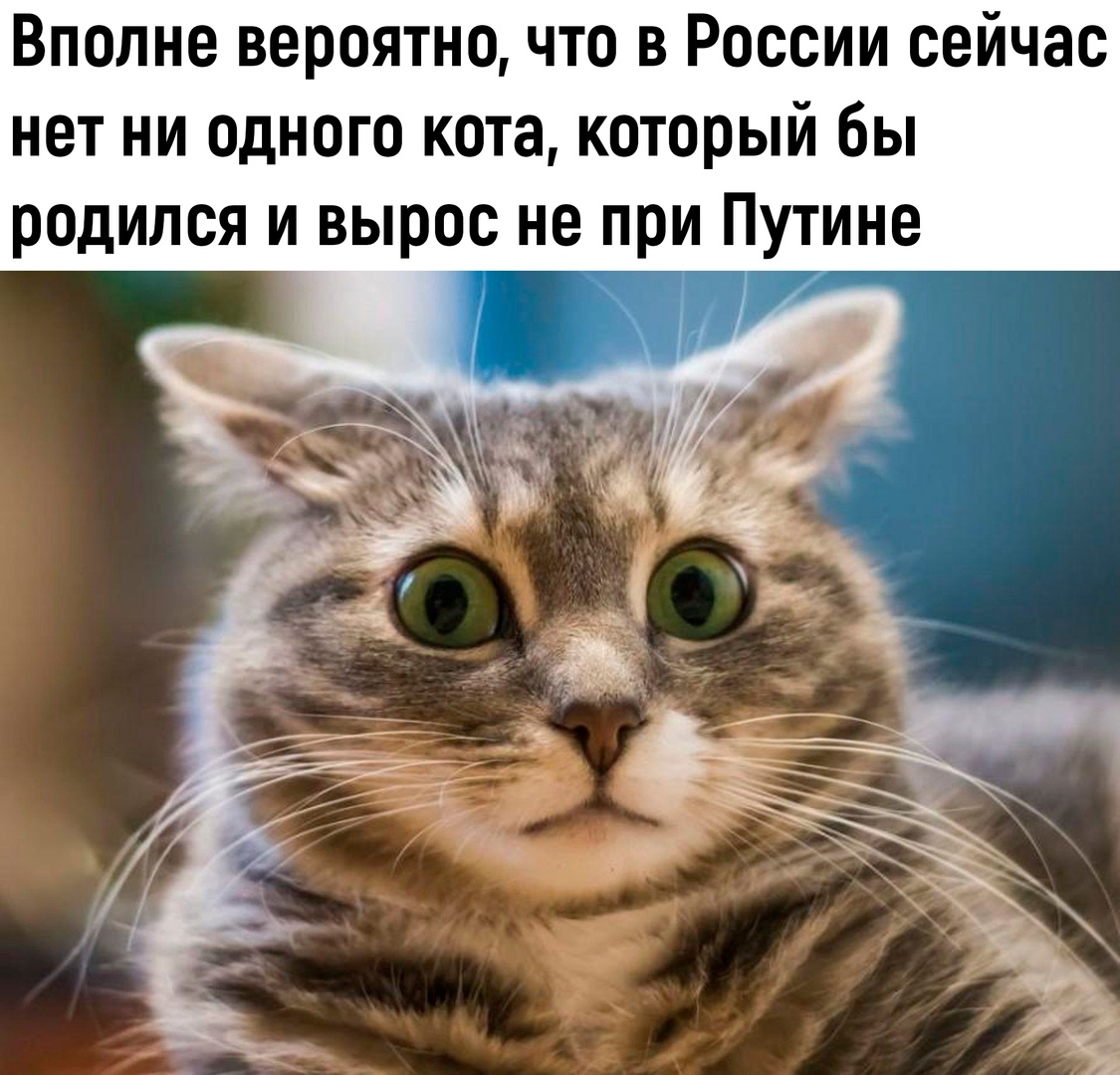 Observation - cat, Vladimir Putin