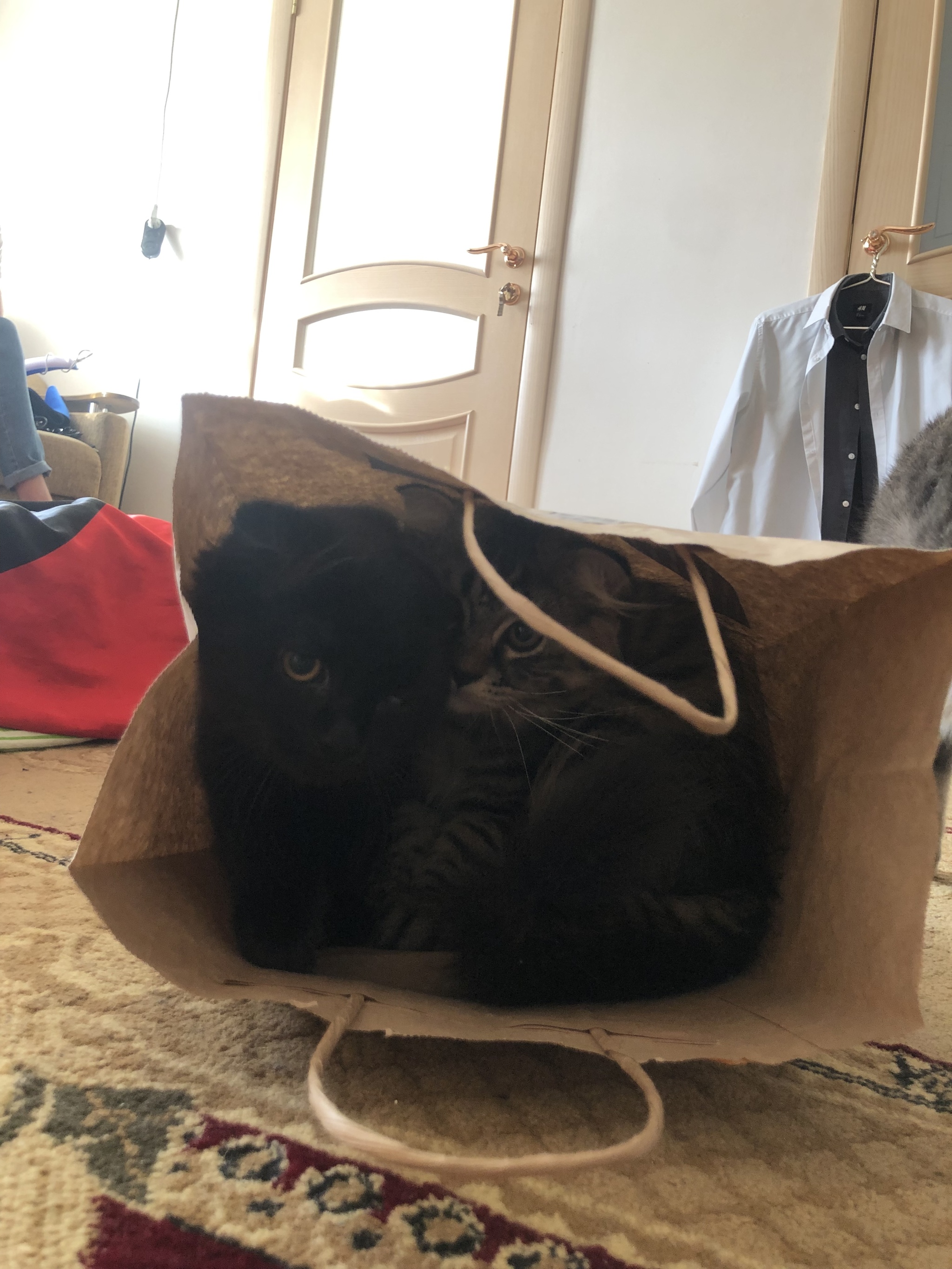 В тесноте да не в обиде | Пикабу