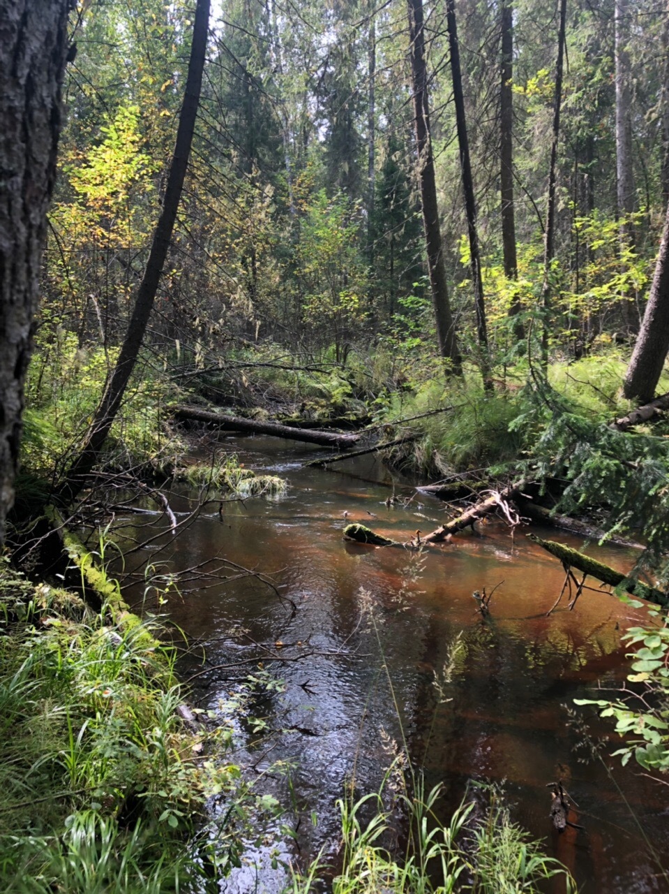 Ural fairy tale - My, Forest, Nature, Ural, The photo