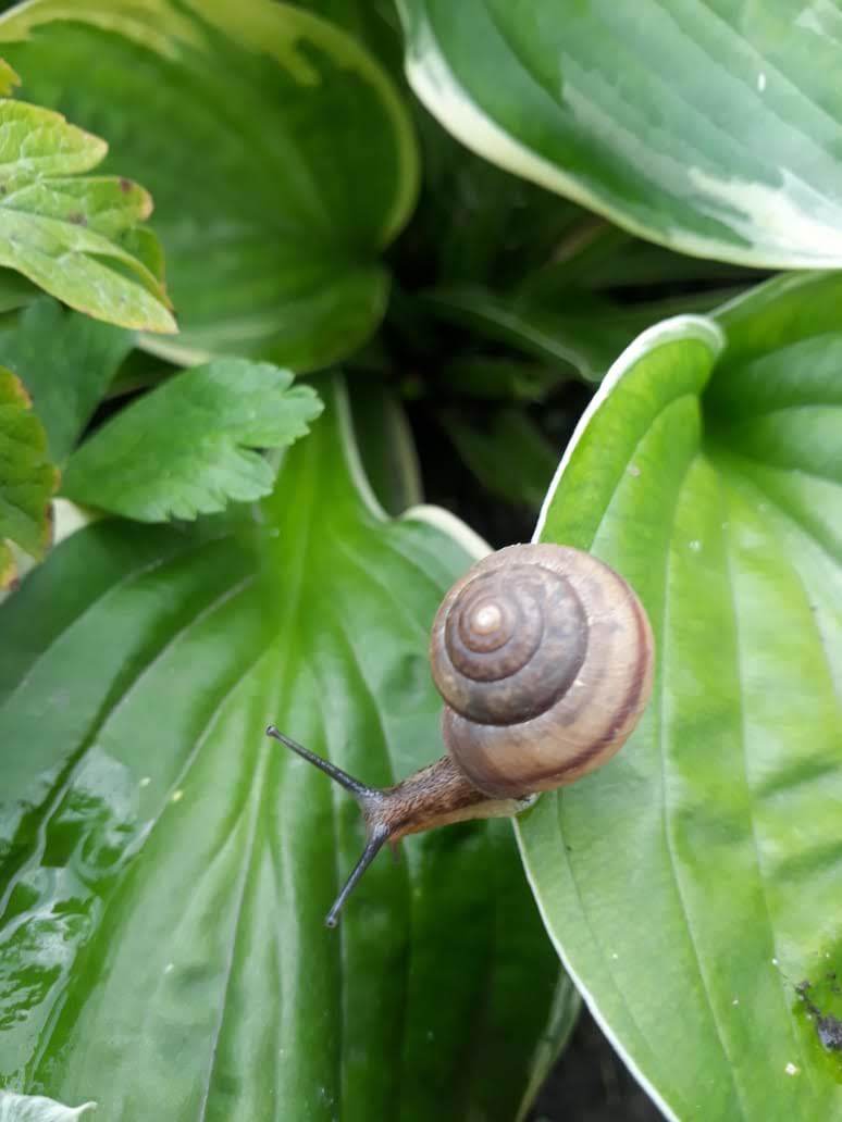 My mom is a nerd - My, Nerd, Flowers, Plants, Altai, Snail, Longpost, Altai Republic