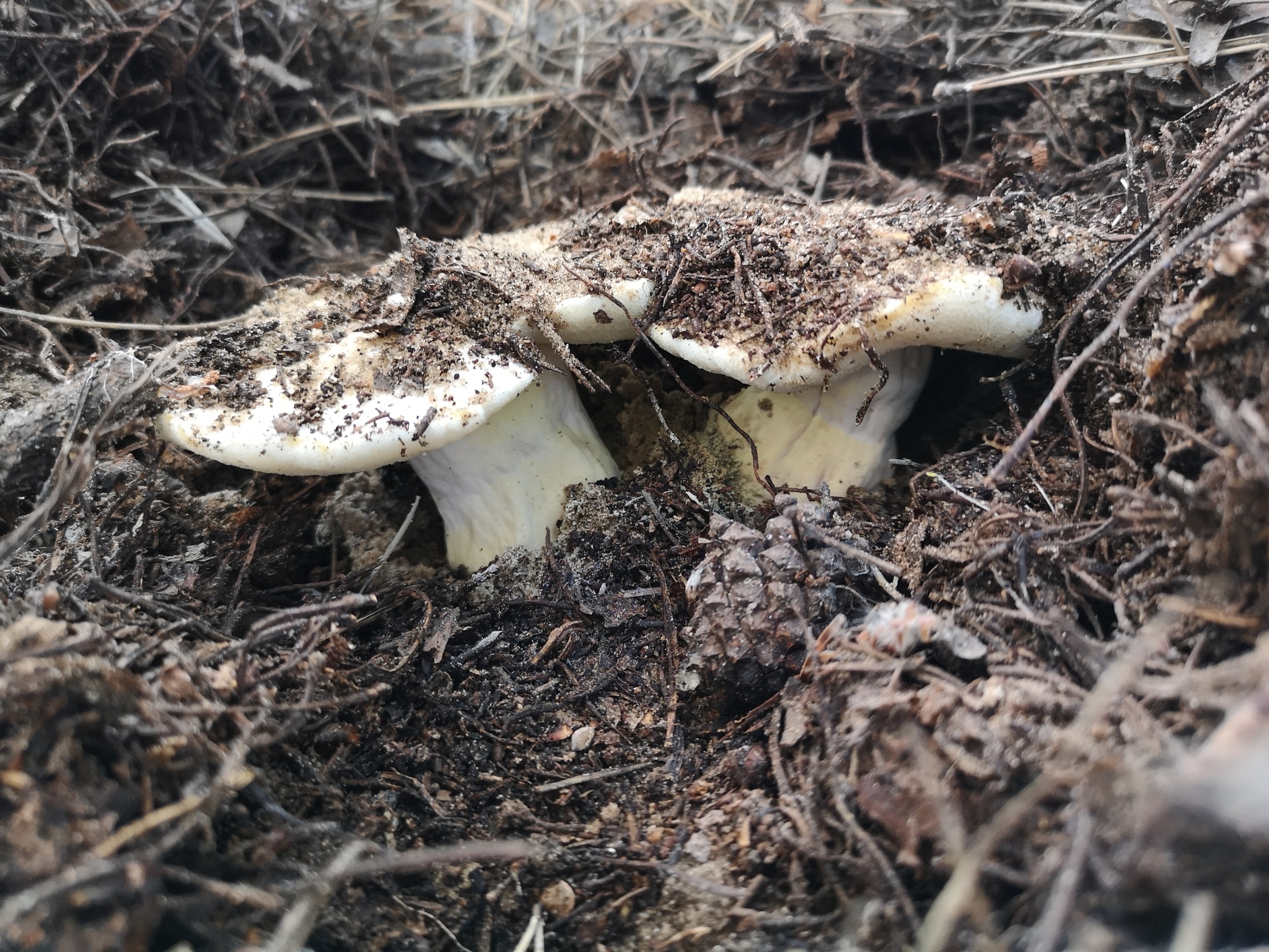 Tell me what kind of mushrooms - My, Mushrooms, Silent hunt, No rating, Longpost