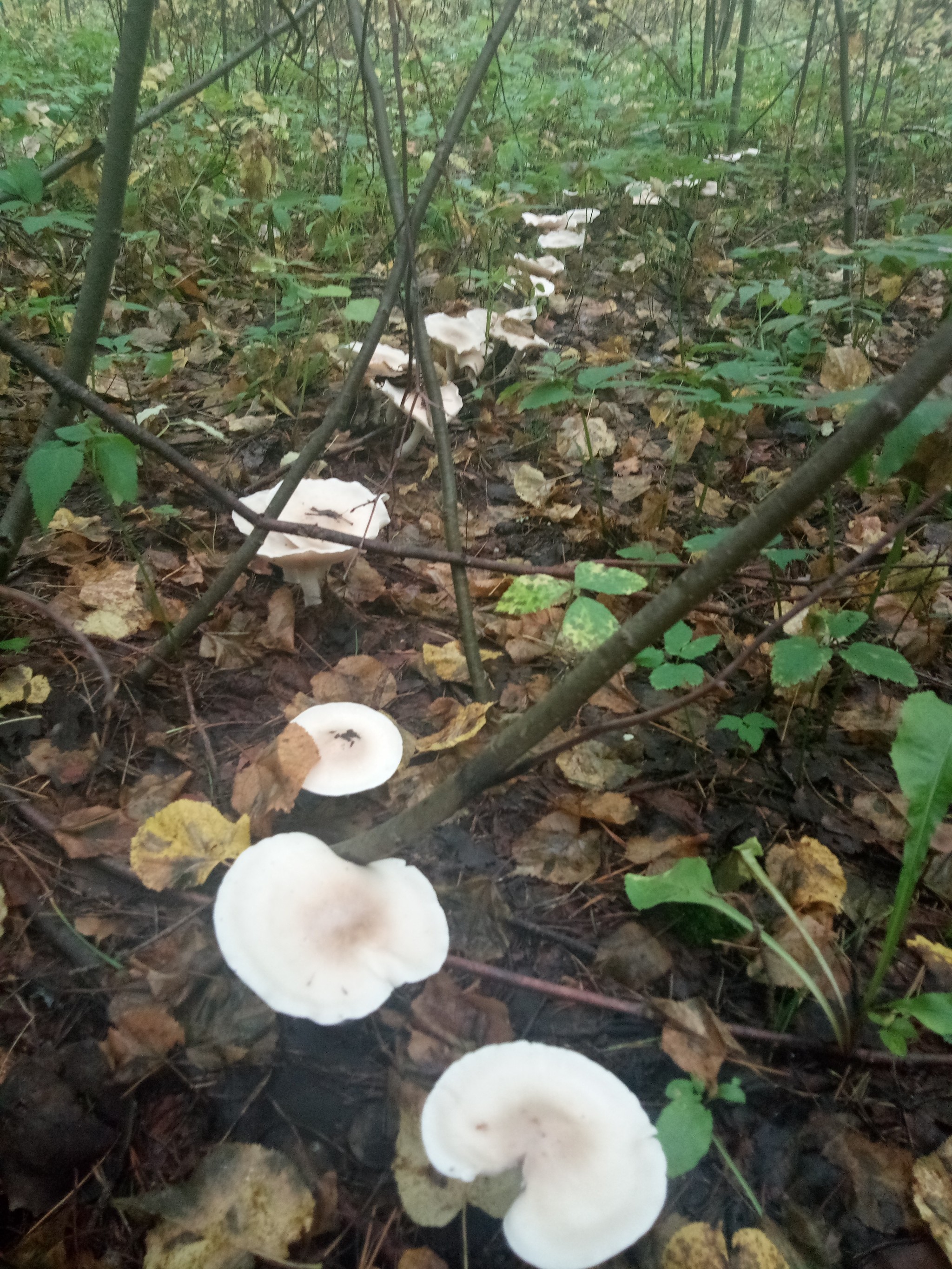 That's what I am - Mushrooms, Nature, Silent hunt, Longpost