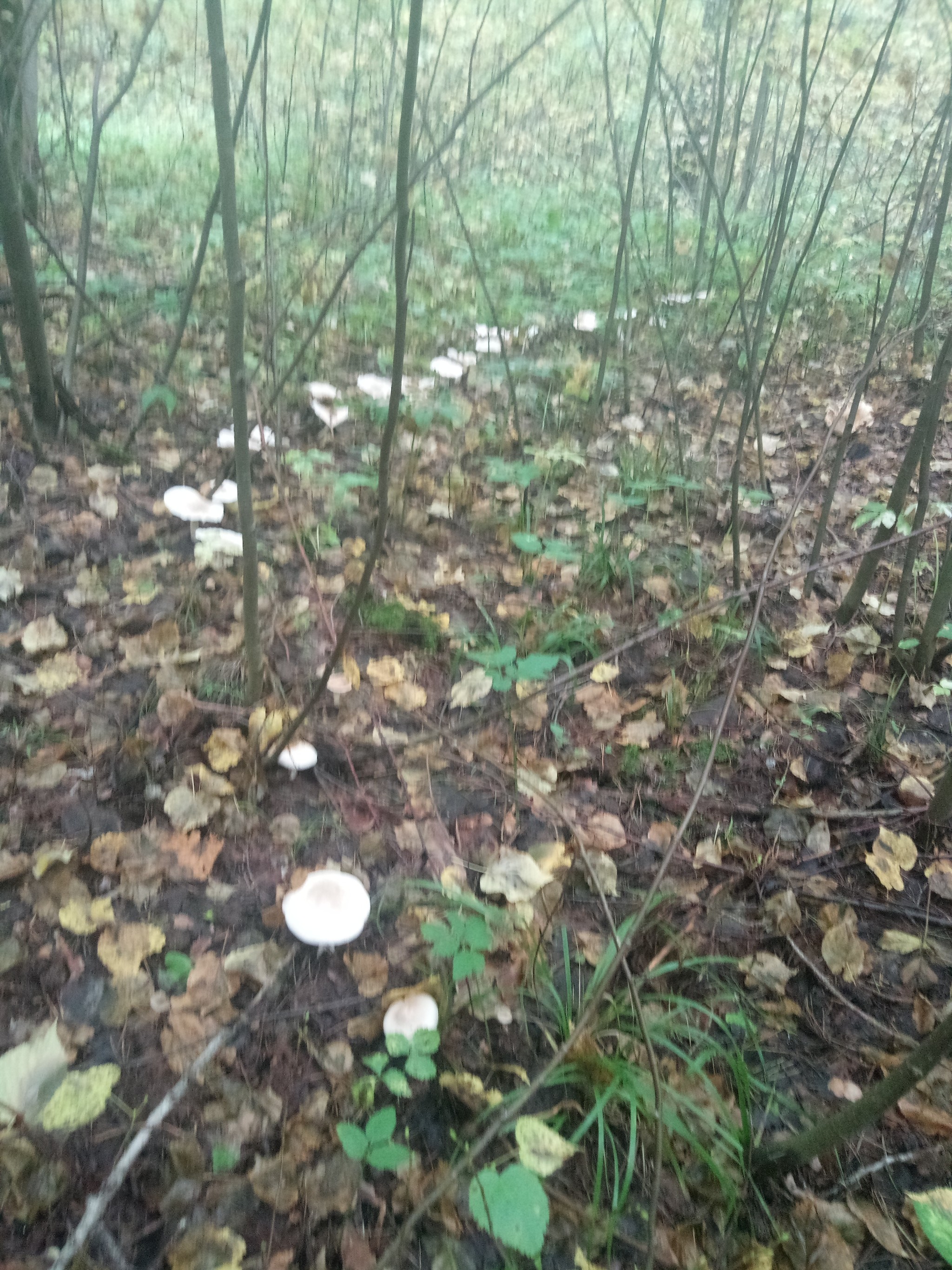 That's what I am - Mushrooms, Nature, Silent hunt, Longpost