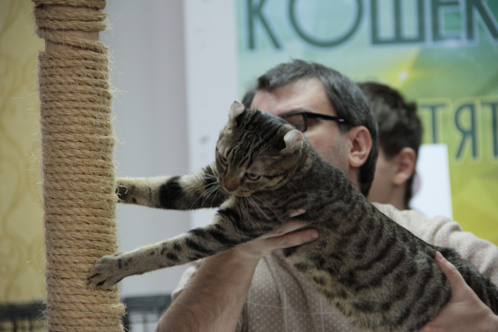 Cat show. - My, Catomafia, Exhibition, Longpost, cat