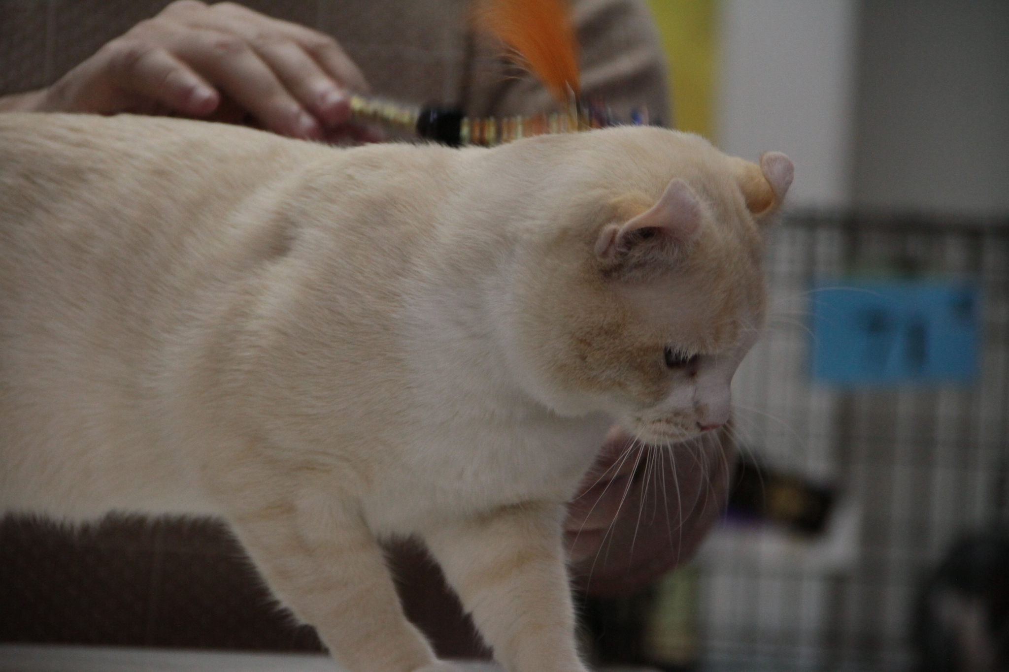 Cat show. - My, Catomafia, Exhibition, Longpost, cat