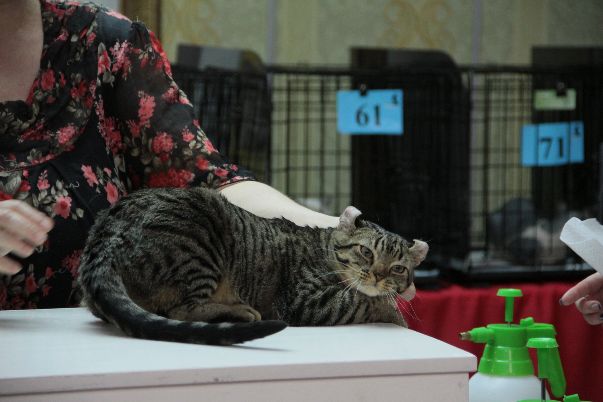 Cat show. - My, Catomafia, Exhibition, Longpost, cat