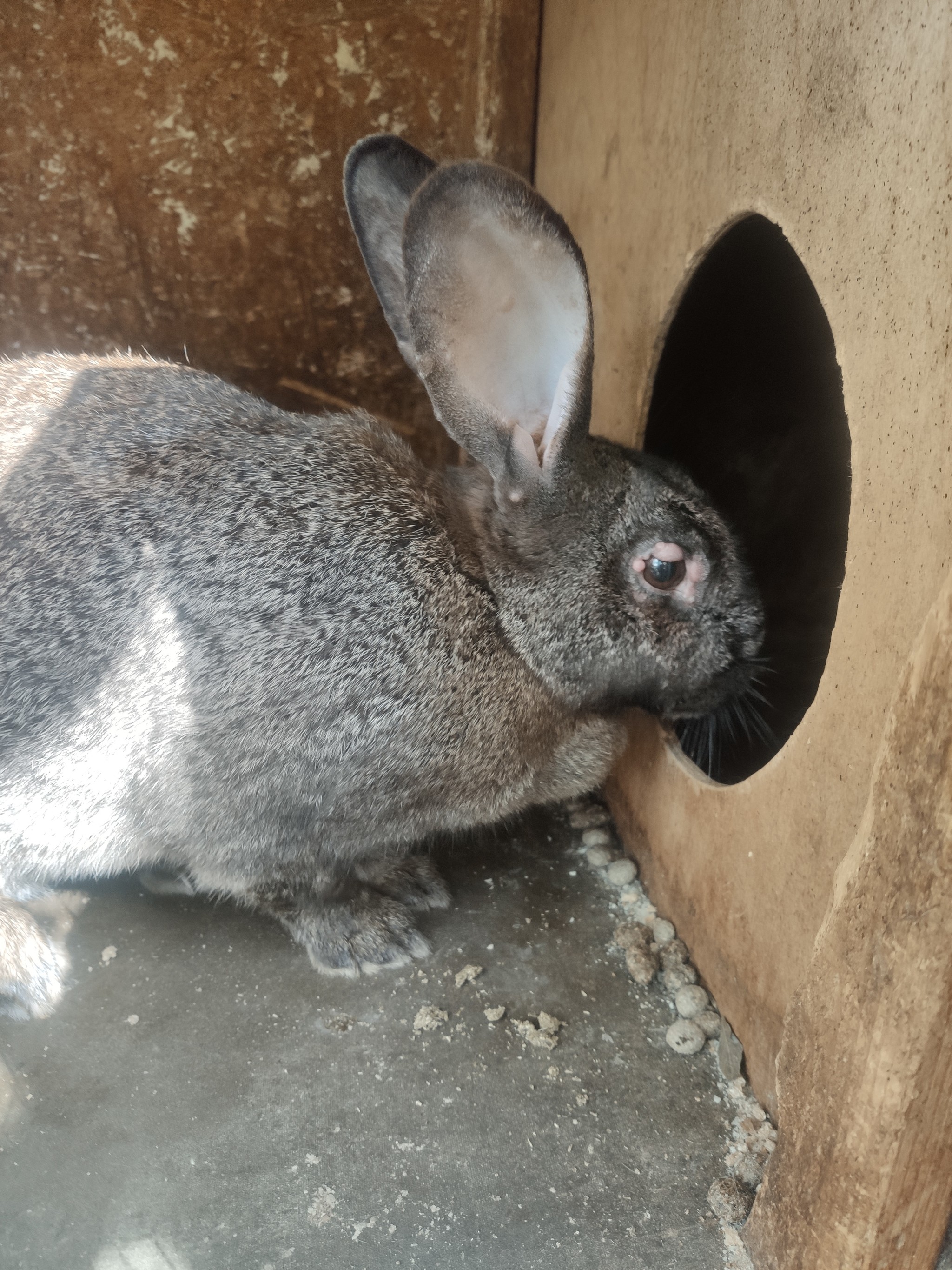 Help, rabbit disease. - My, No rating, Rabbit breeding, Treatment, Longpost