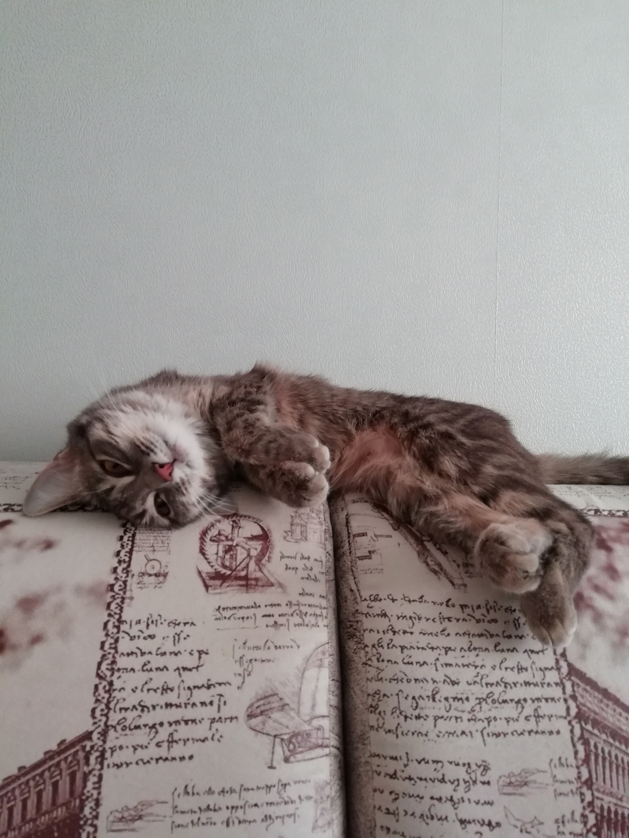 Kote is tired and waiting for the weekend - My, Pets, Pets, Musya, Relaxation, Longpost, cat, Catomafia