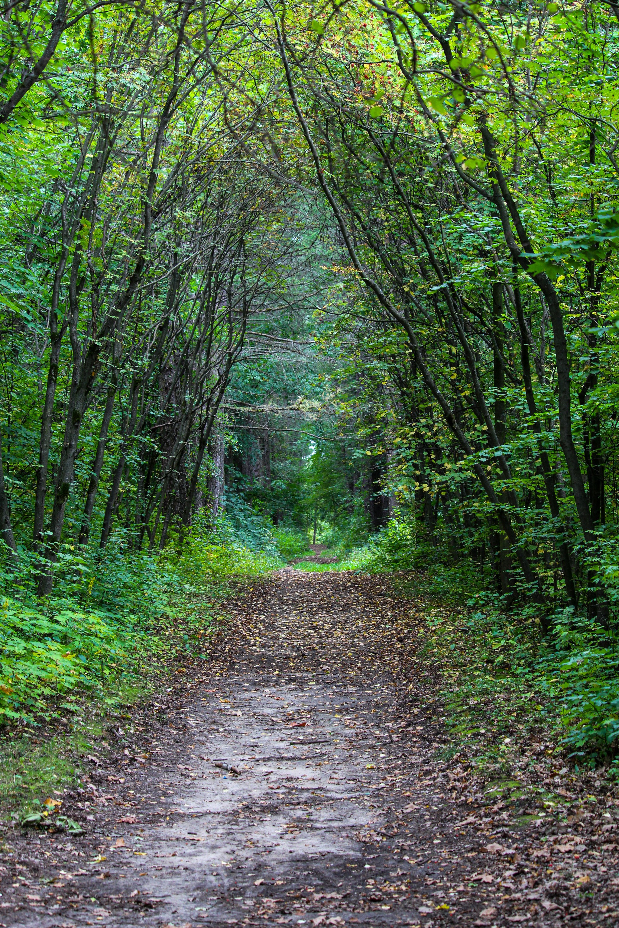 paths - My, The photo, Nature, Longpost, Video