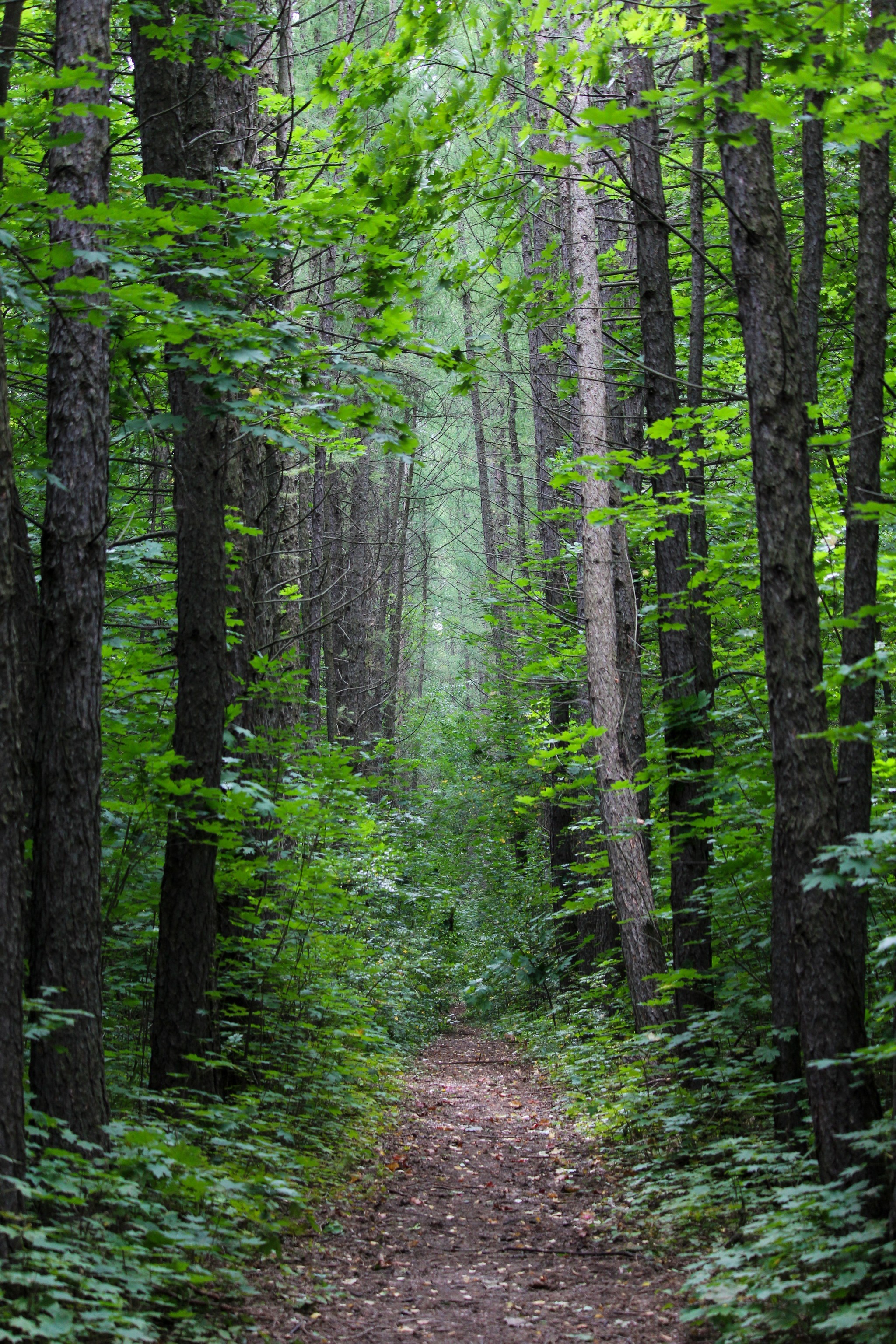 paths - My, The photo, Nature, Longpost, Video