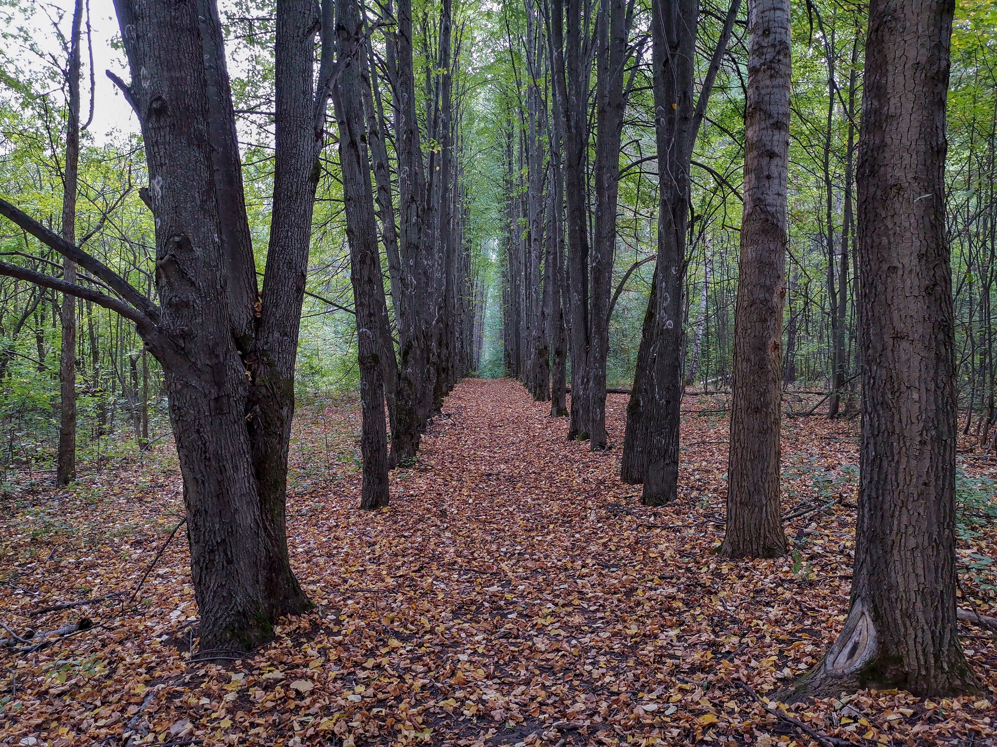 paths - My, The photo, Nature, Longpost, Video