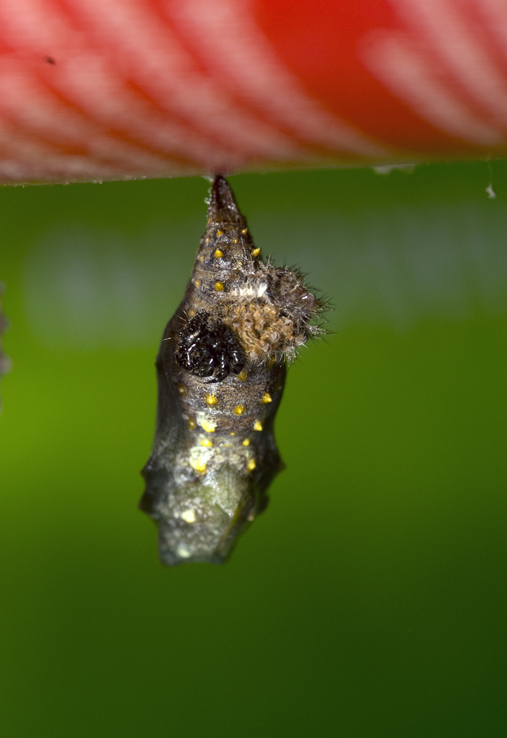 Pants are turning..... pants are turning..... - My, Nature, Caterpillar, Butterfly, Insects, Children, Observation, Hobby, Longpost