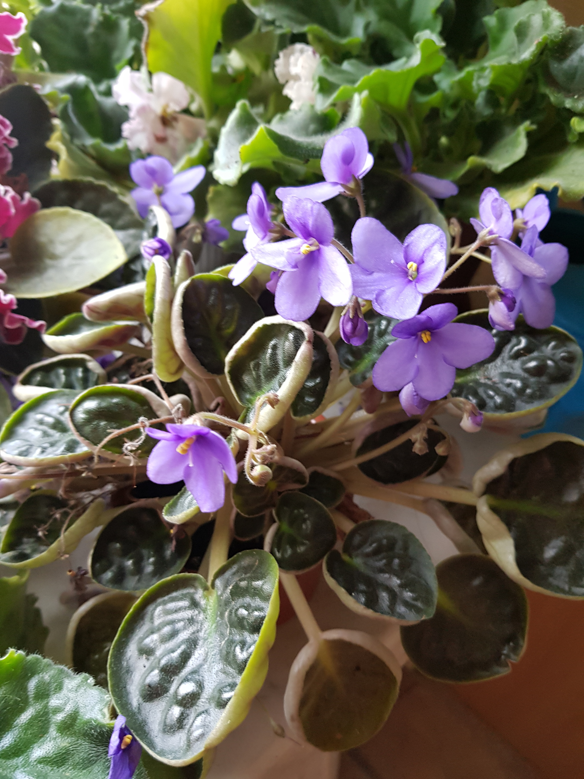 Flowers of my love. - My, Flowers, Plants, Houseplants, Violets, Note 8, Longpost