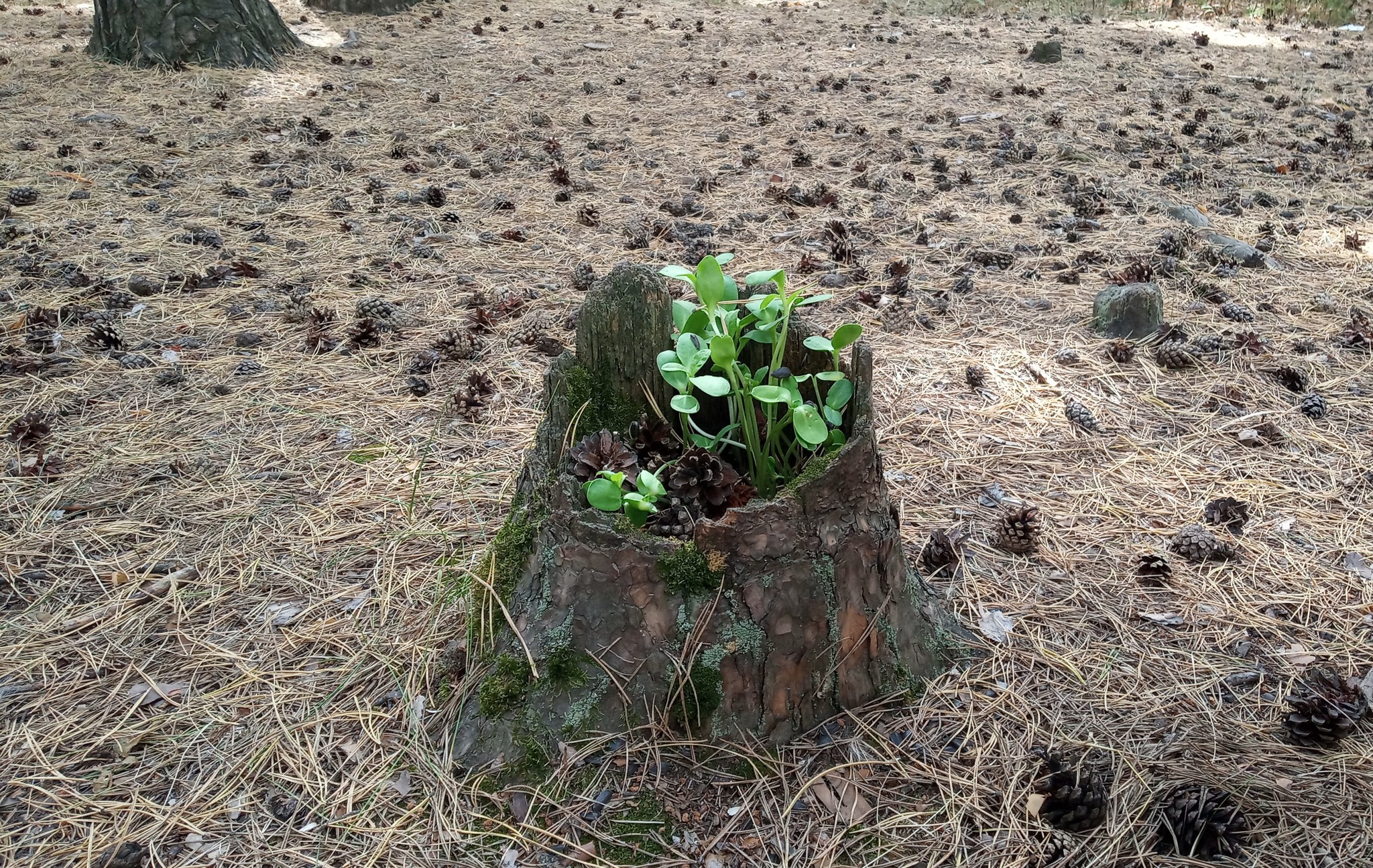 Stump with germinated seeds. - My, Stump, Forest, The photo, Pinery