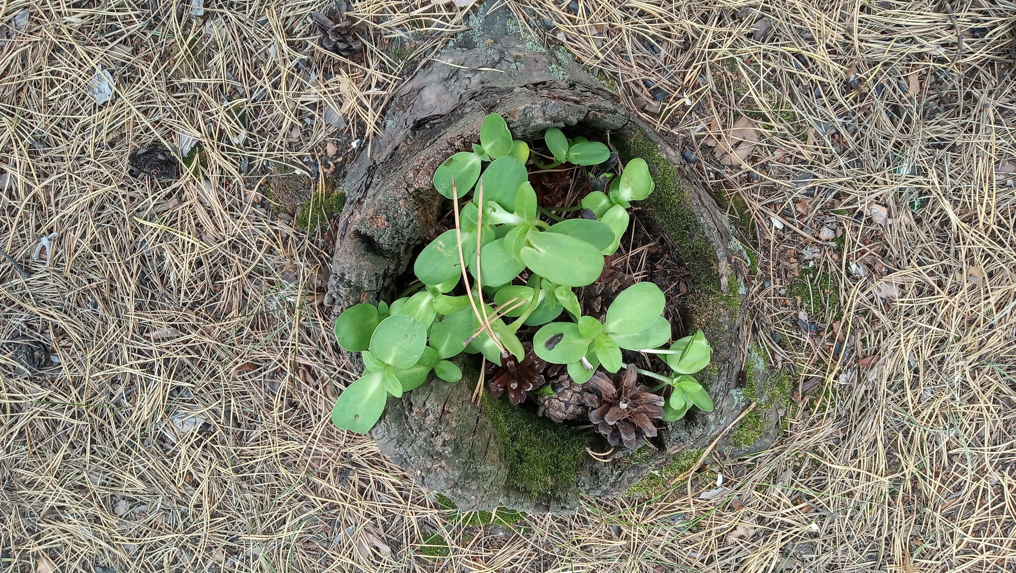 Stump with germinated seeds. - My, Stump, Forest, The photo, Pinery