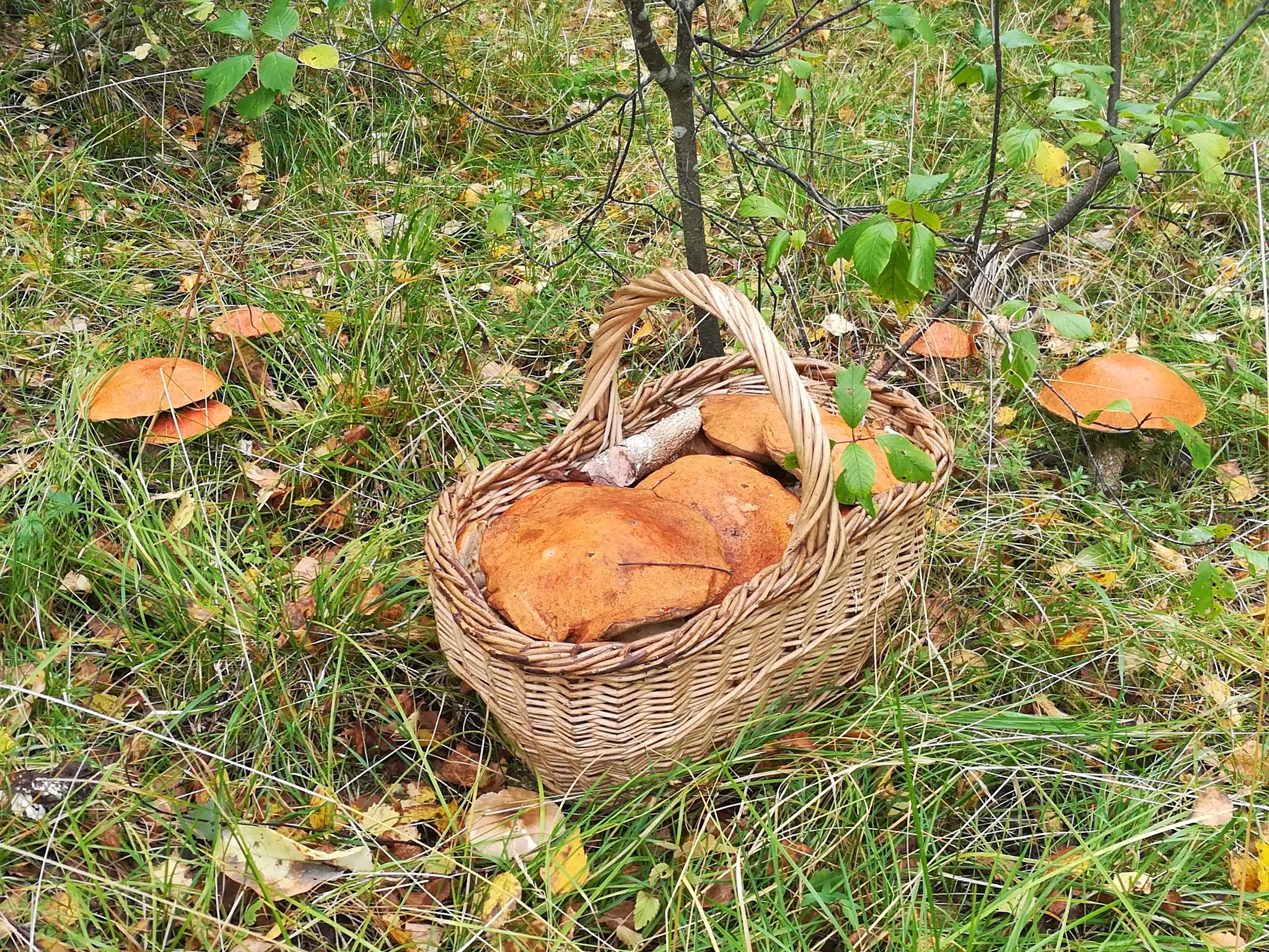 Redheads - My, Forest, Silent hunt, Boletus