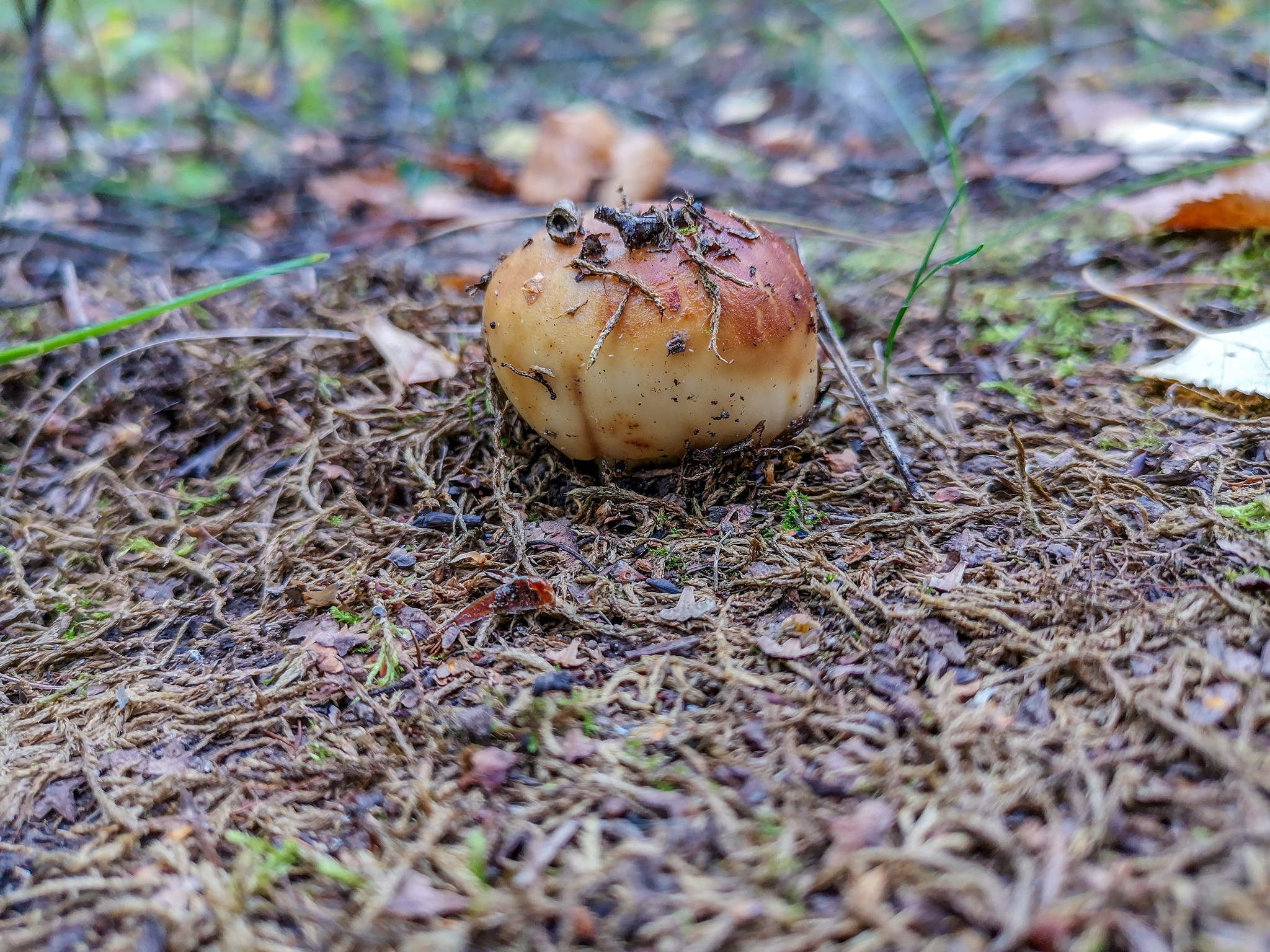 Mushrooms - My, Mushrooms, Mobile photography, Longpost, Dzerzhinsk, Arboretum