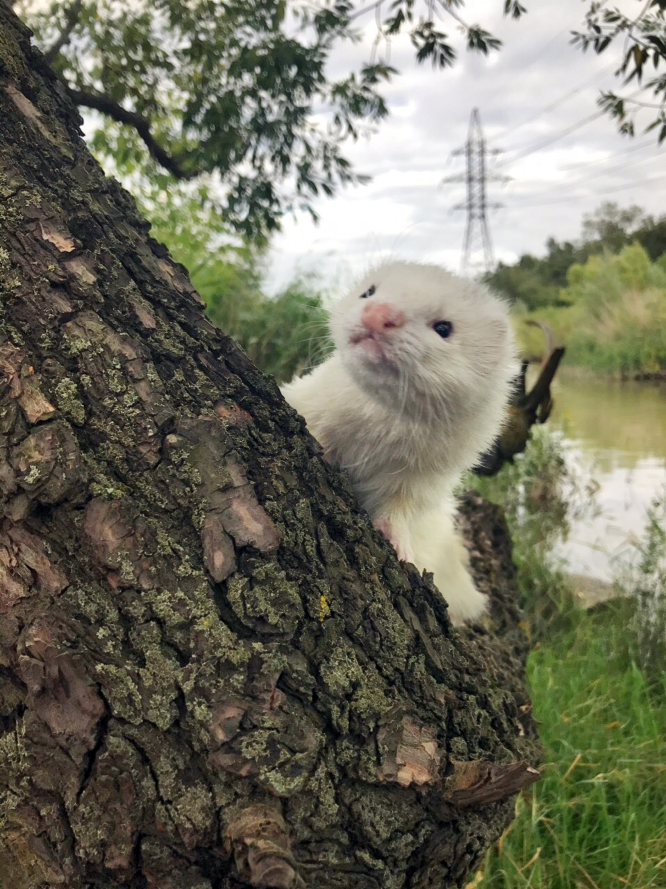 Walking with ferrets - My, Ferret, Nature, Dream, Longpost