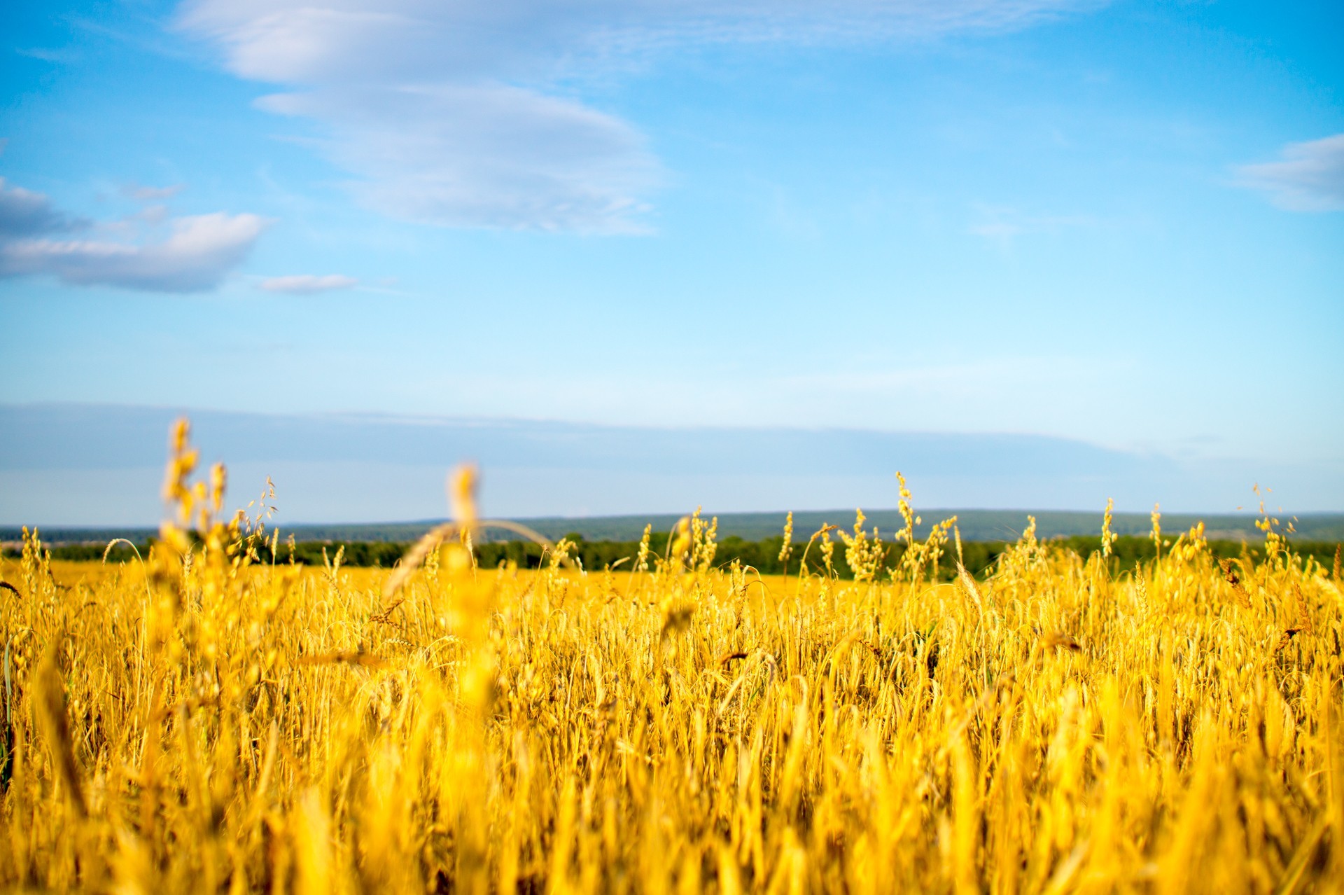 on the sidelines - My, Wheat, Field, Summer