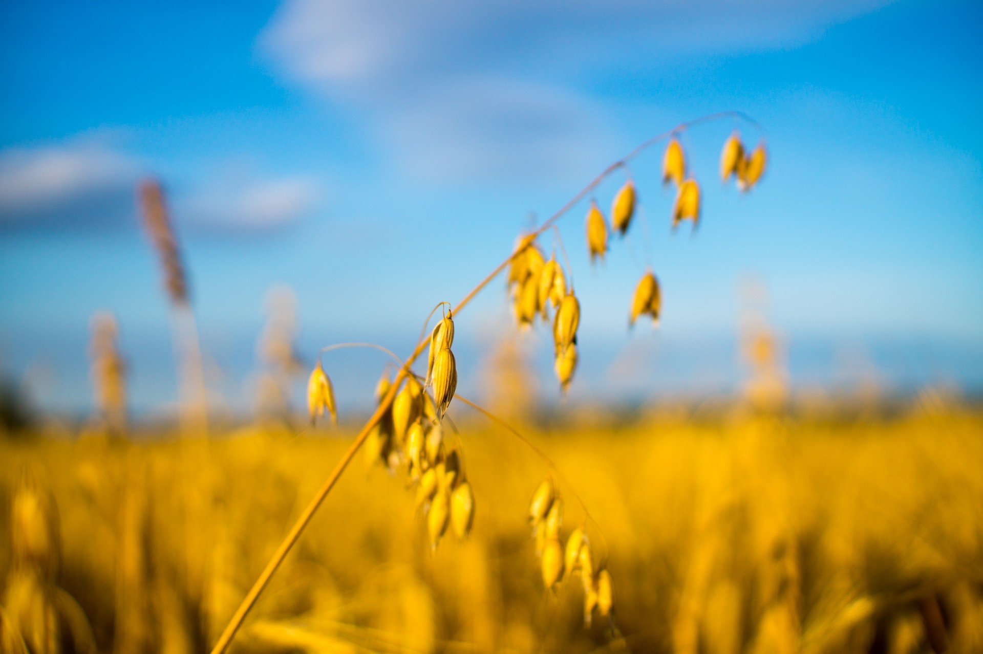 on the sidelines - My, Wheat, Field, Summer