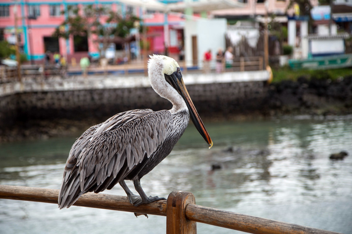 Galapagos. - My, Galapagos Islands, Ecuador, Sea, Travels, Longpost