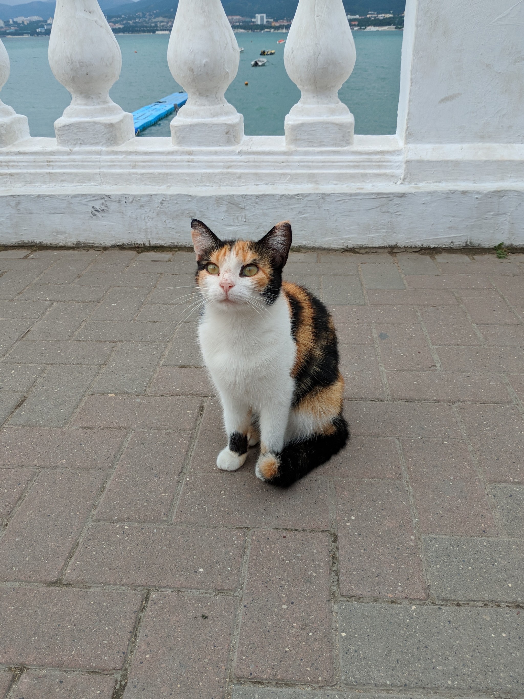 Gelendzhik seals - My, , cat, Milota, Relaxation, Resort, Gelendzhik, Longpost