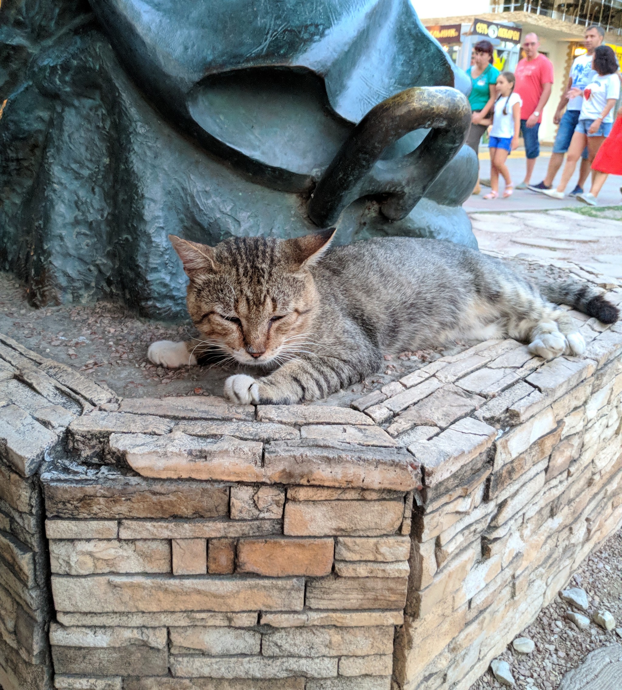 Gelendzhik seals - My, , cat, Milota, Relaxation, Resort, Gelendzhik, Longpost