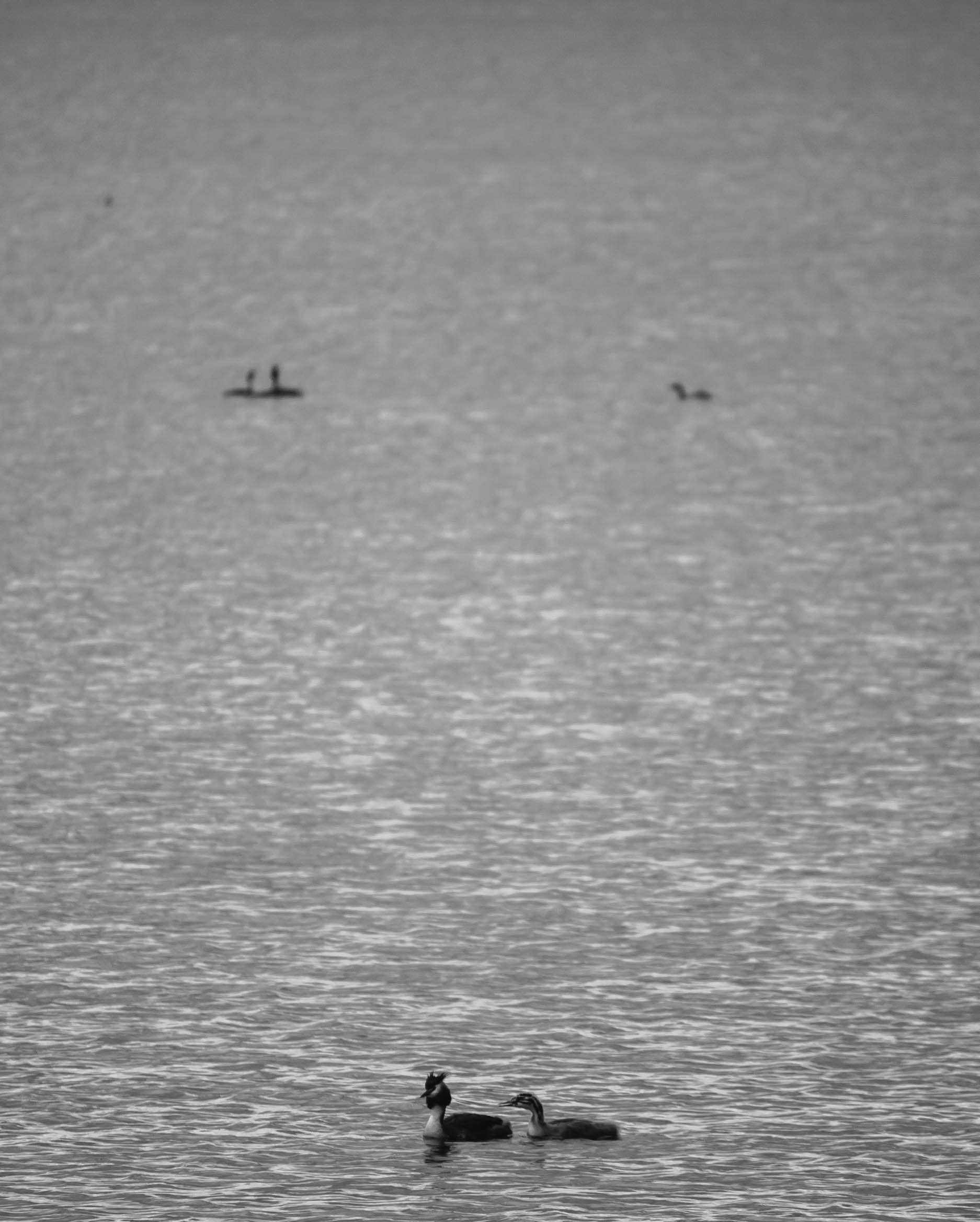 Triangle - My, Chomga, Birds, Great grebe, Black and white