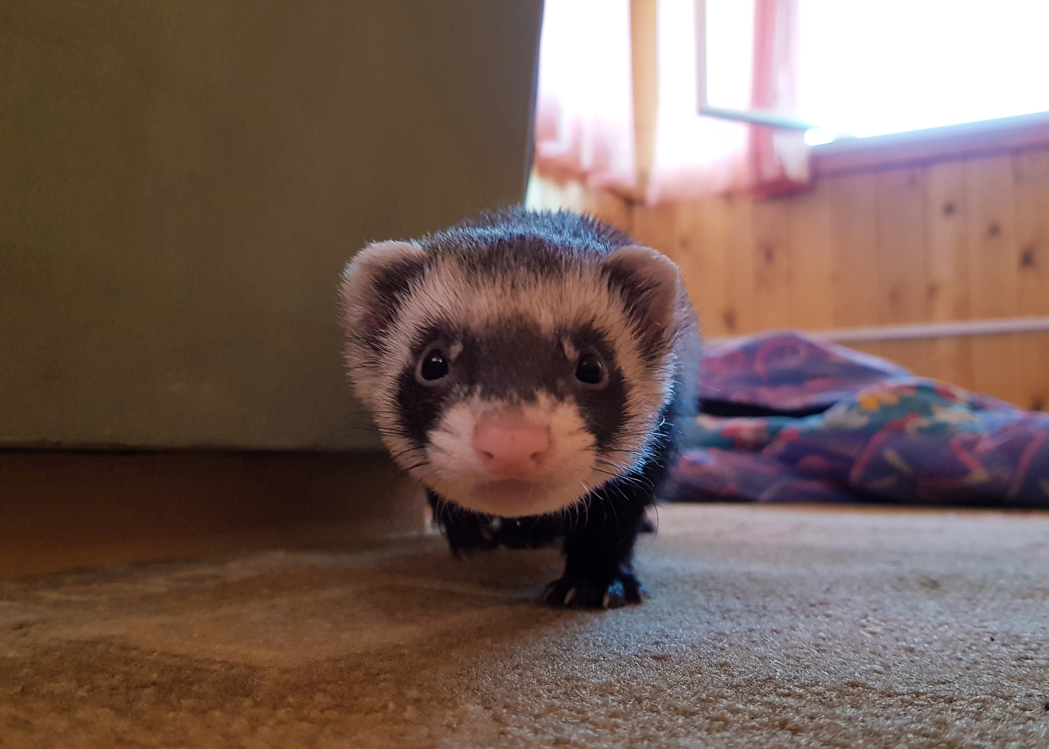 What are you doing here, huh? - My, Ferret, Muzzle, Milota, Animals, Funny animals, Longpost