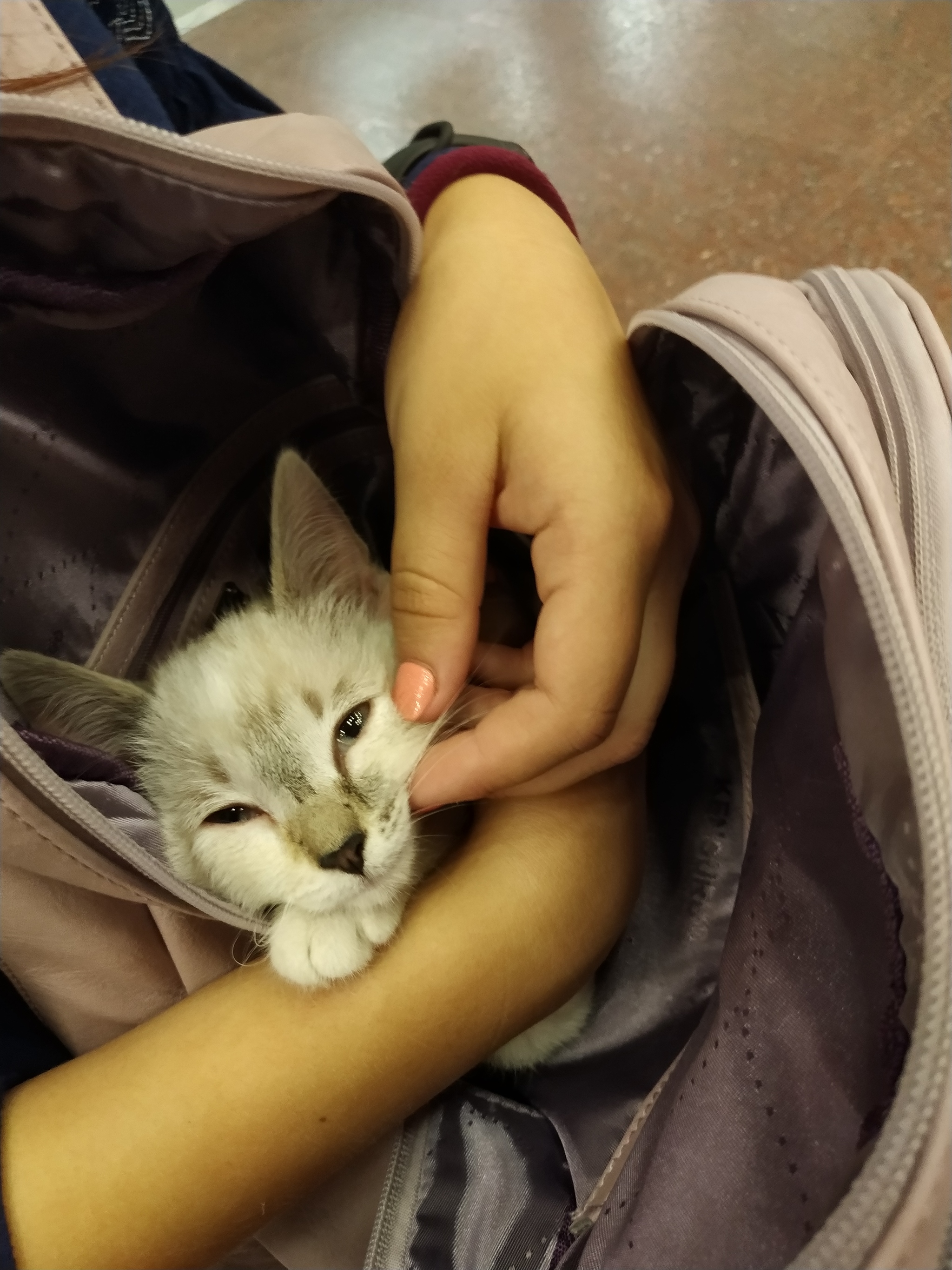 They took a sweetie (Novosibirsk) - My, Novosibirsk, cat, Help, In good hands, Helping animals