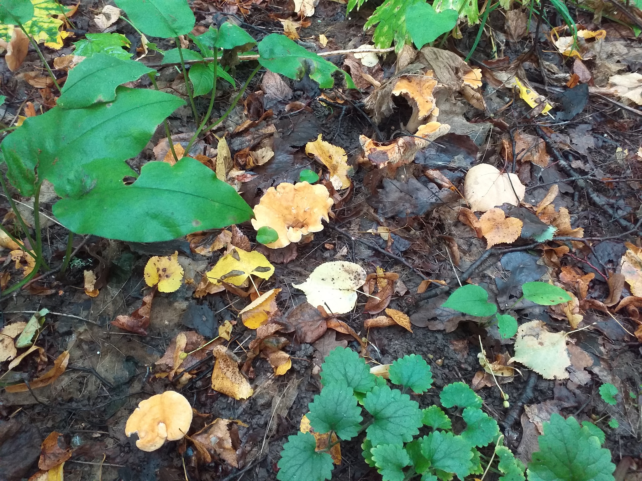 Last days. - My, The photo, Mushrooms, Forest, Longpost