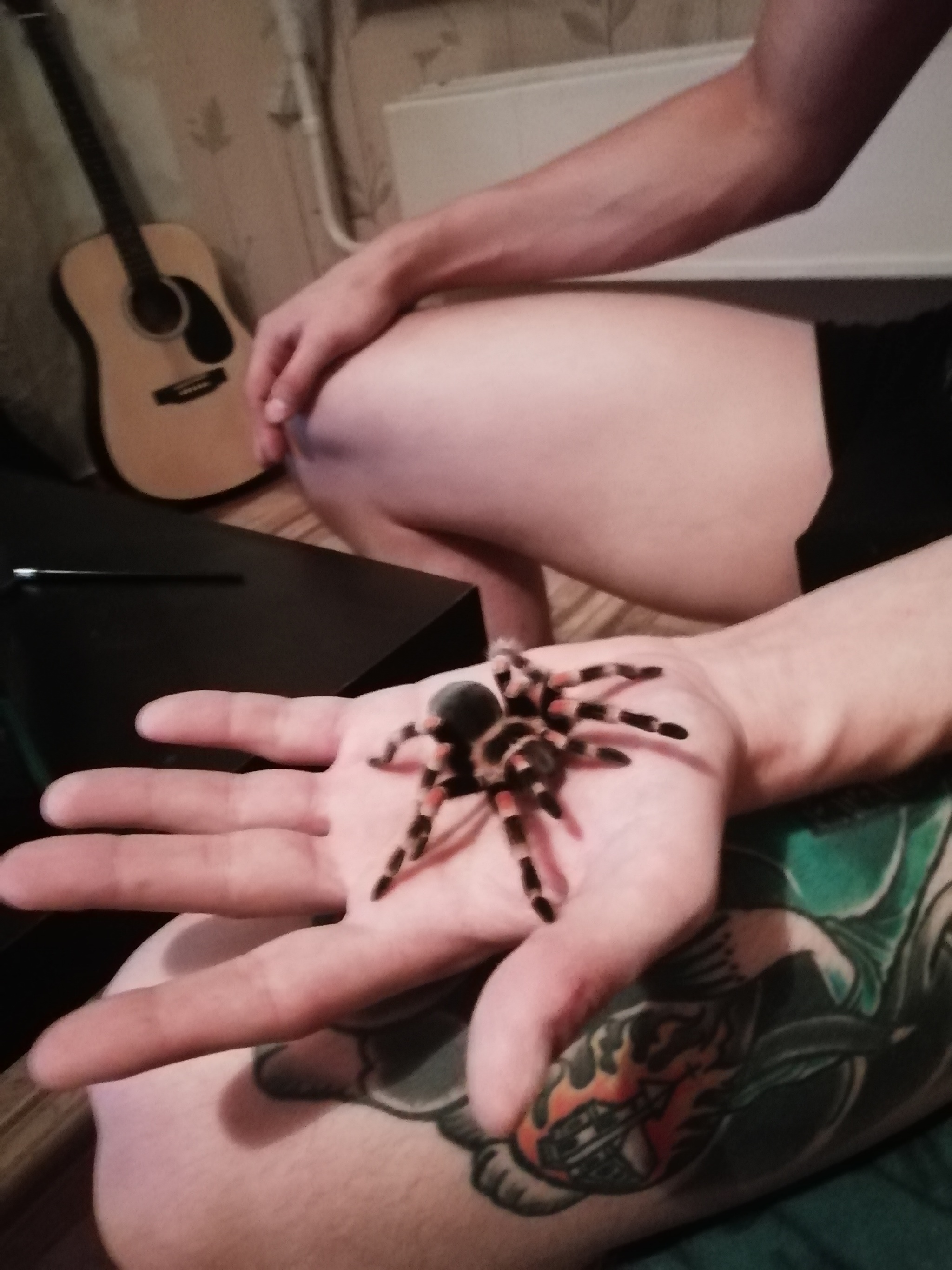 How do we get spiders. - My, Bird spiders, Pet, Cockroaches, Fluffy, Longpost, Pets