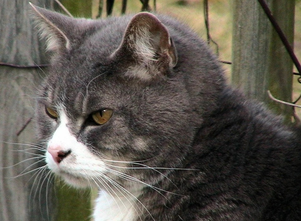 The last fight of the old cat - cat, Friend, Old age, Longpost