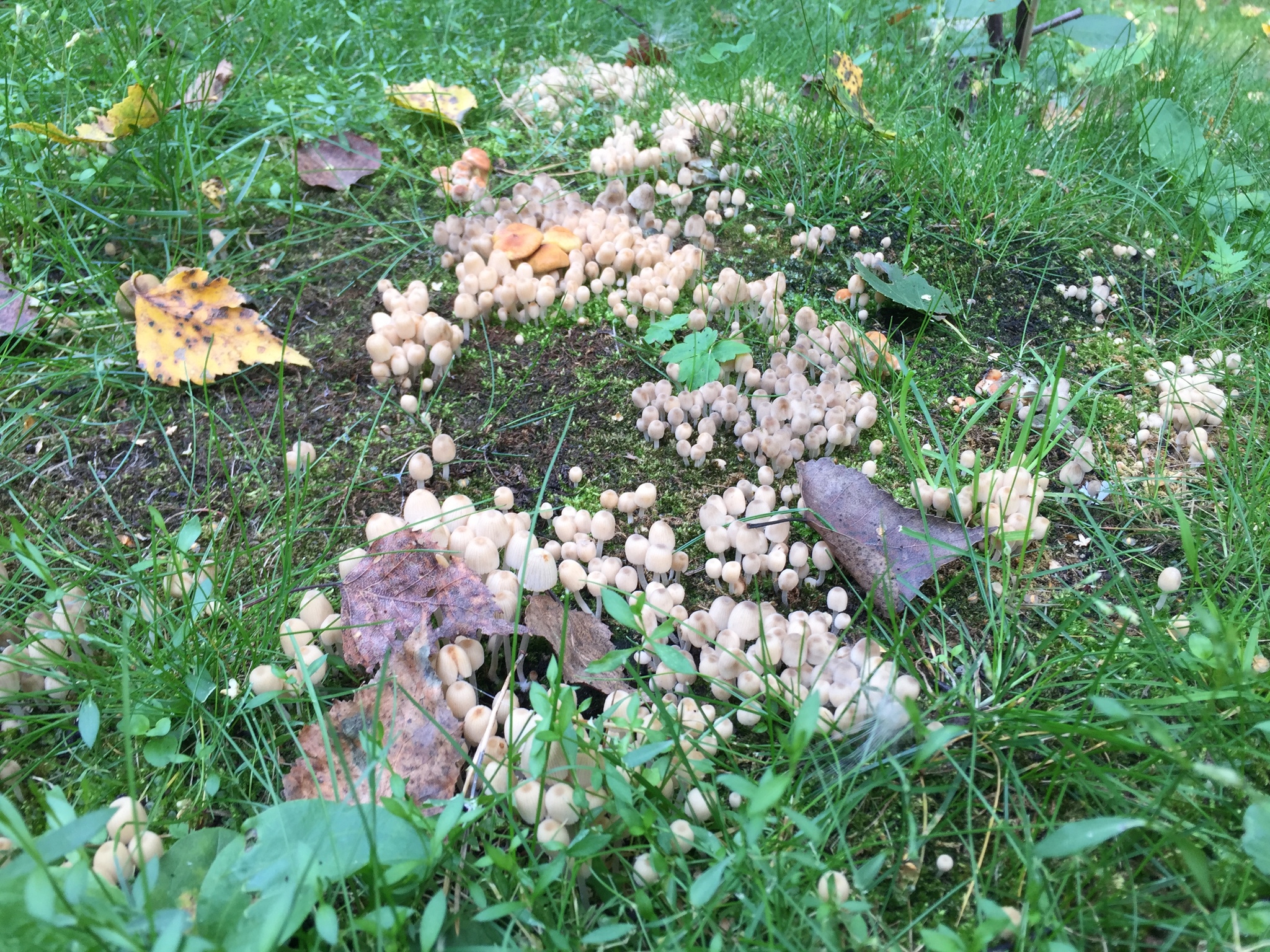 What kind of mushrooms can you tell me? - My, Mushrooms, Polyana, The photo, Forest, Nature, Longpost