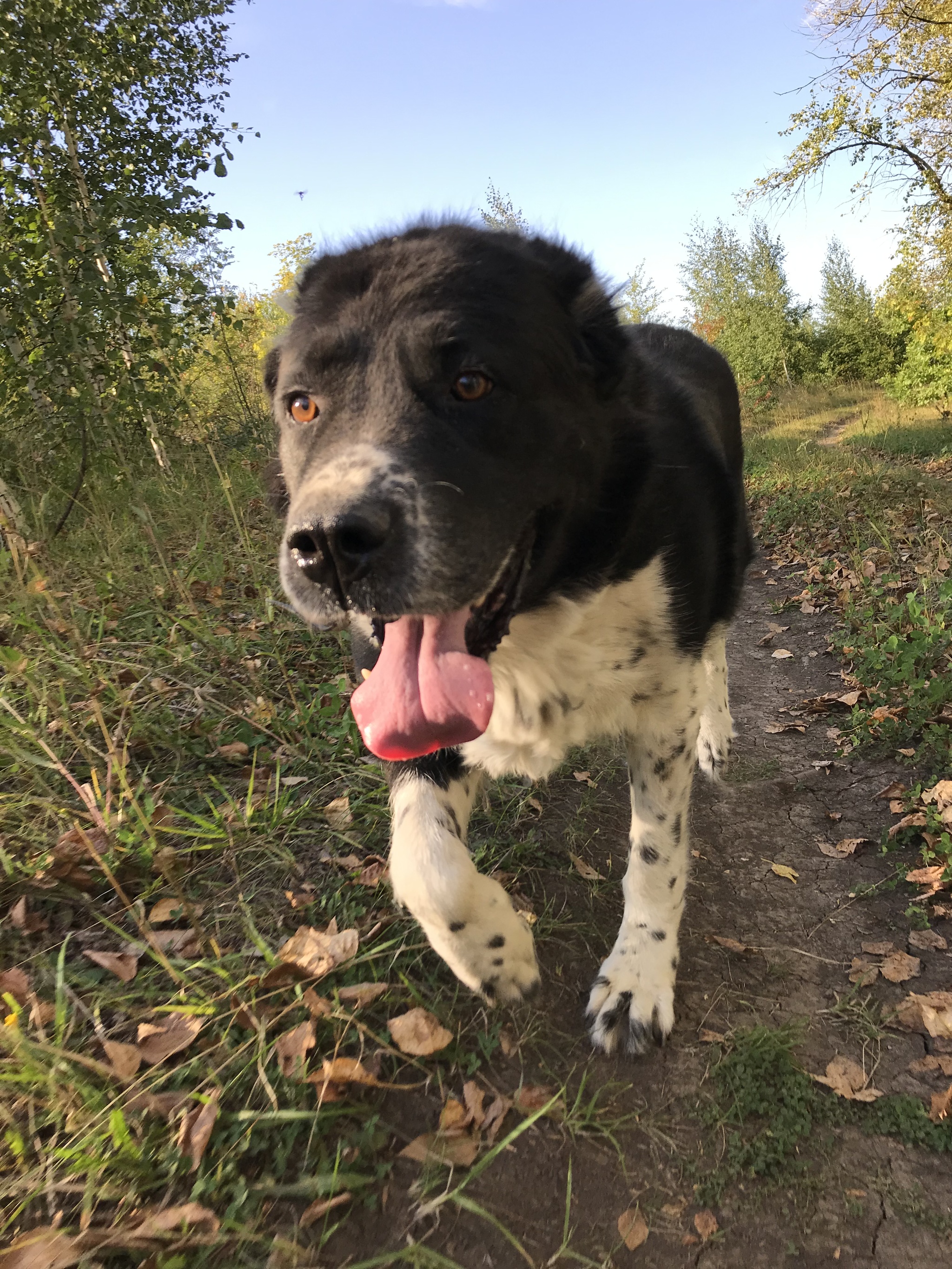 Walked... - My, Dog, Alabai, Dog lovers, Dog days, Lipetsk region, Longpost