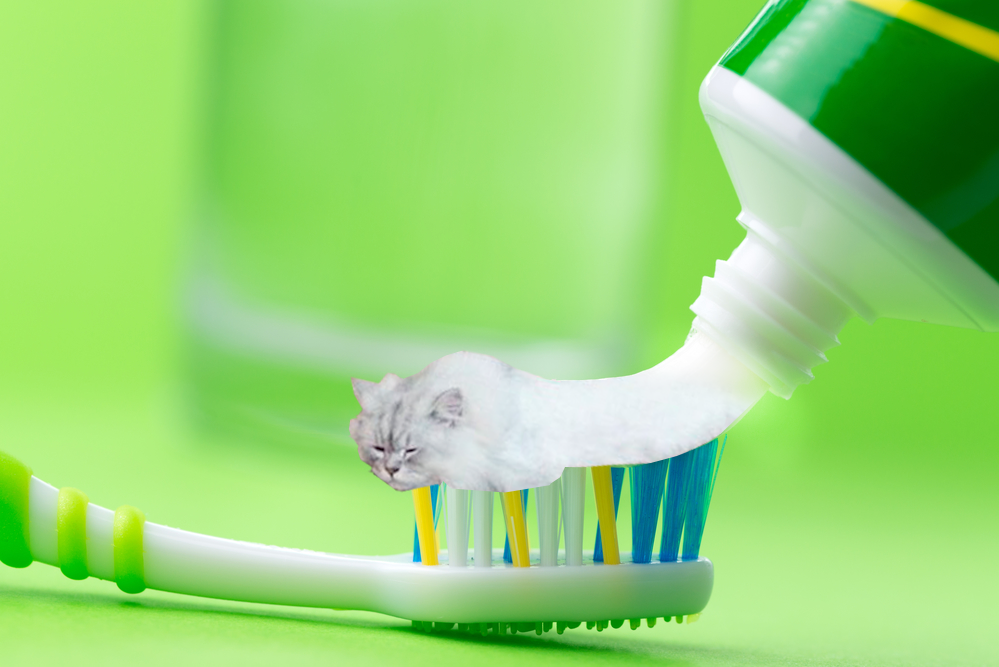 Questionable creativity - My, cat, Photoshop, Doubtfully, Humor, Toothpaste, Creation