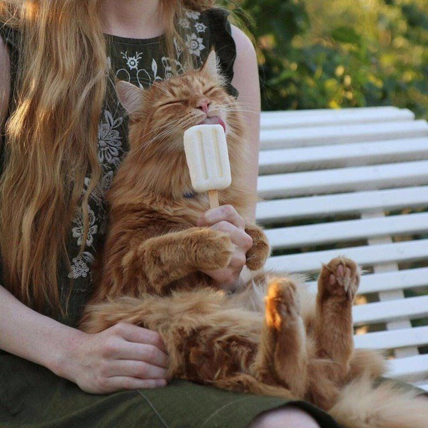 Remembering the summer - cat, Catomafia, Ice cream, Girls, Summer