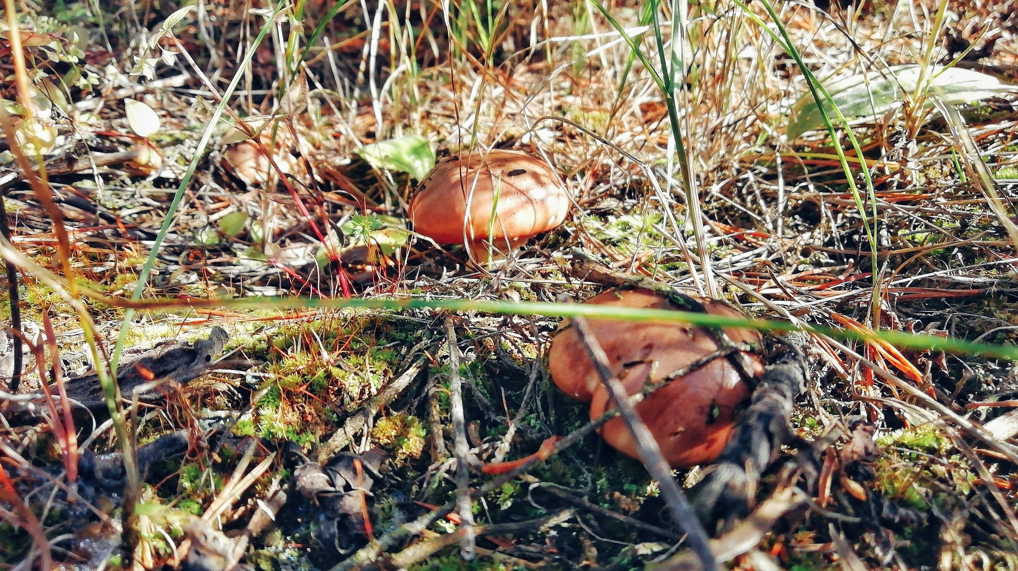 Yakutia is mine - My, Yakutia, Forest, The photo, Olekminsk, Longpost, Mushrooms, Nature