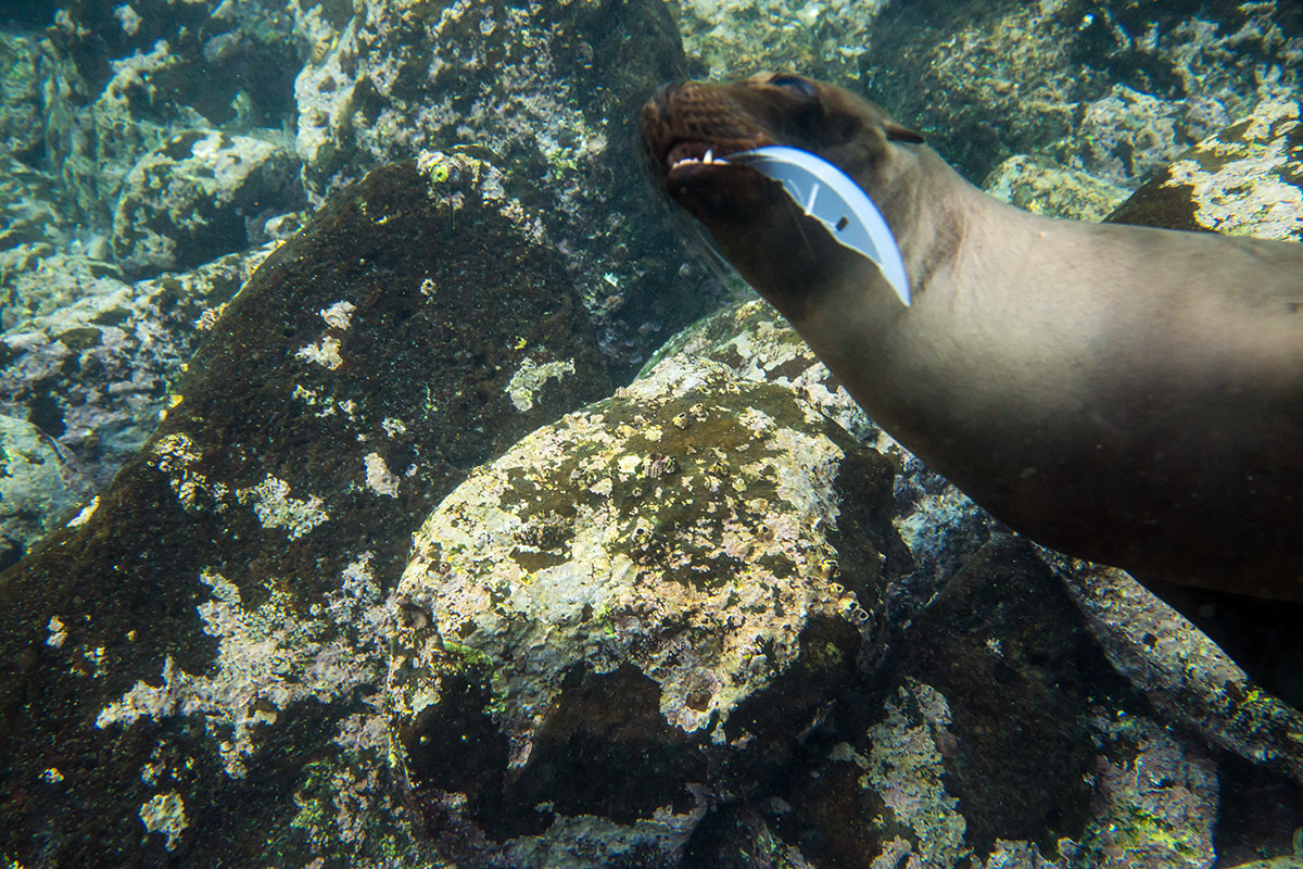 Galapagos. - My, Galapagos Islands, Sea, Snorkeling, Travels, Longpost