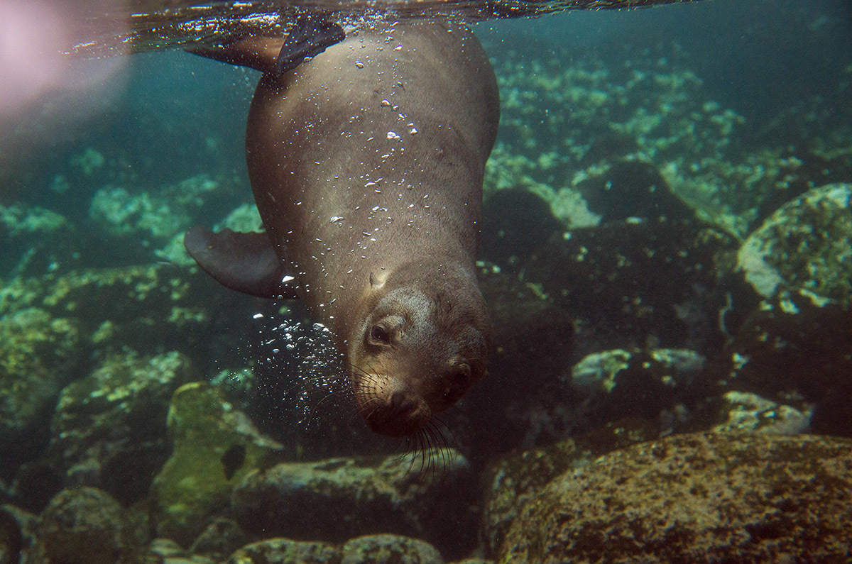 Galapagos. - My, Galapagos Islands, Sea, Snorkeling, Travels, Longpost