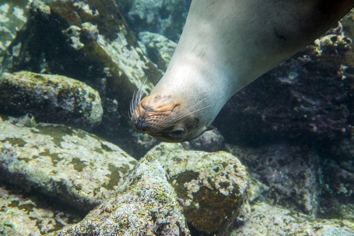 Galapagos. - My, Galapagos Islands, Sea, Snorkeling, Travels, Longpost