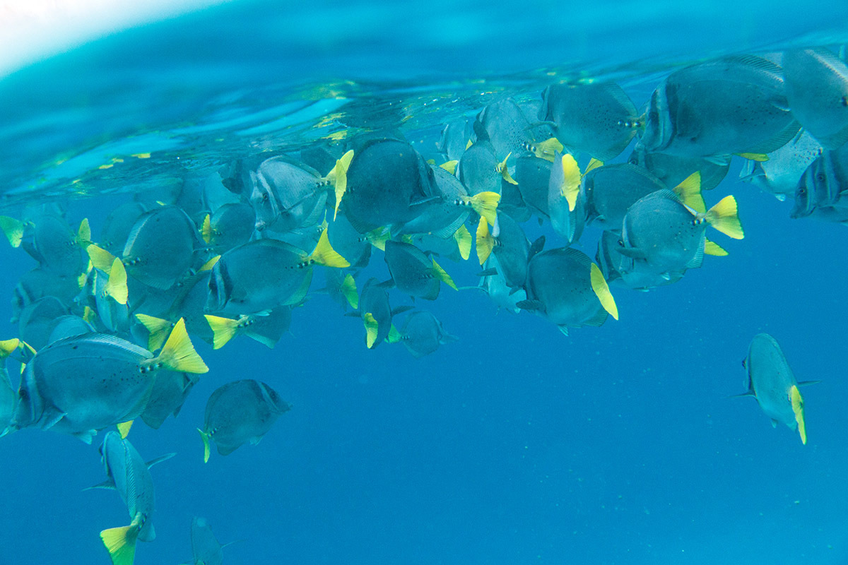 Galapagos. - My, Galapagos Islands, Sea, Snorkeling, Travels, Longpost