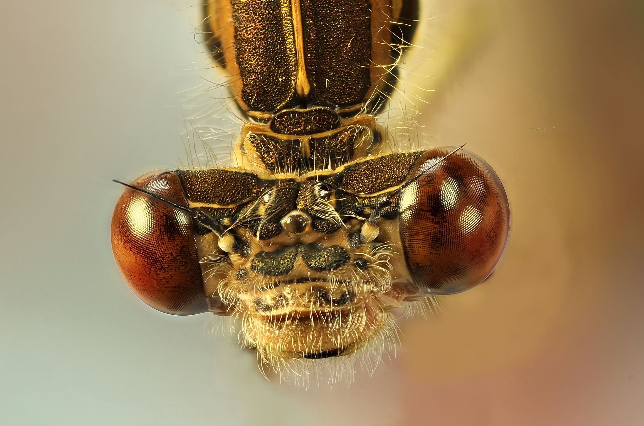 Dragonfly... - My, Dragonfly, Macro, Insects, The photo, Macro photography