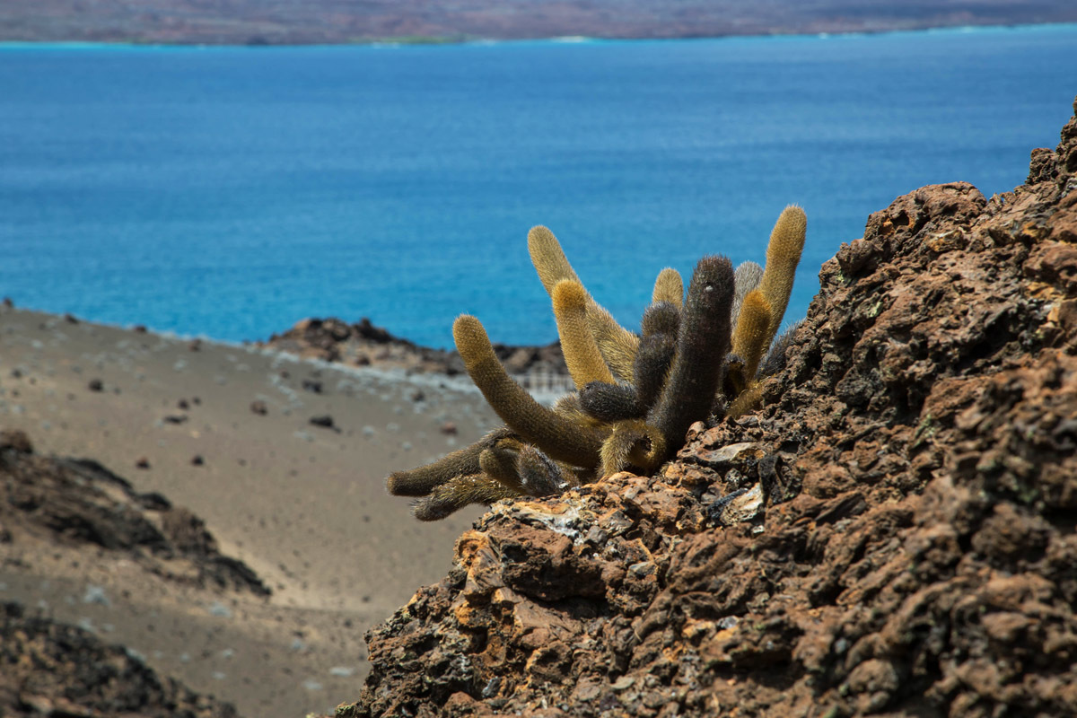 Galapagos. - My, Galapagos Islands, Sea, Snorkeling, Travels, Longpost